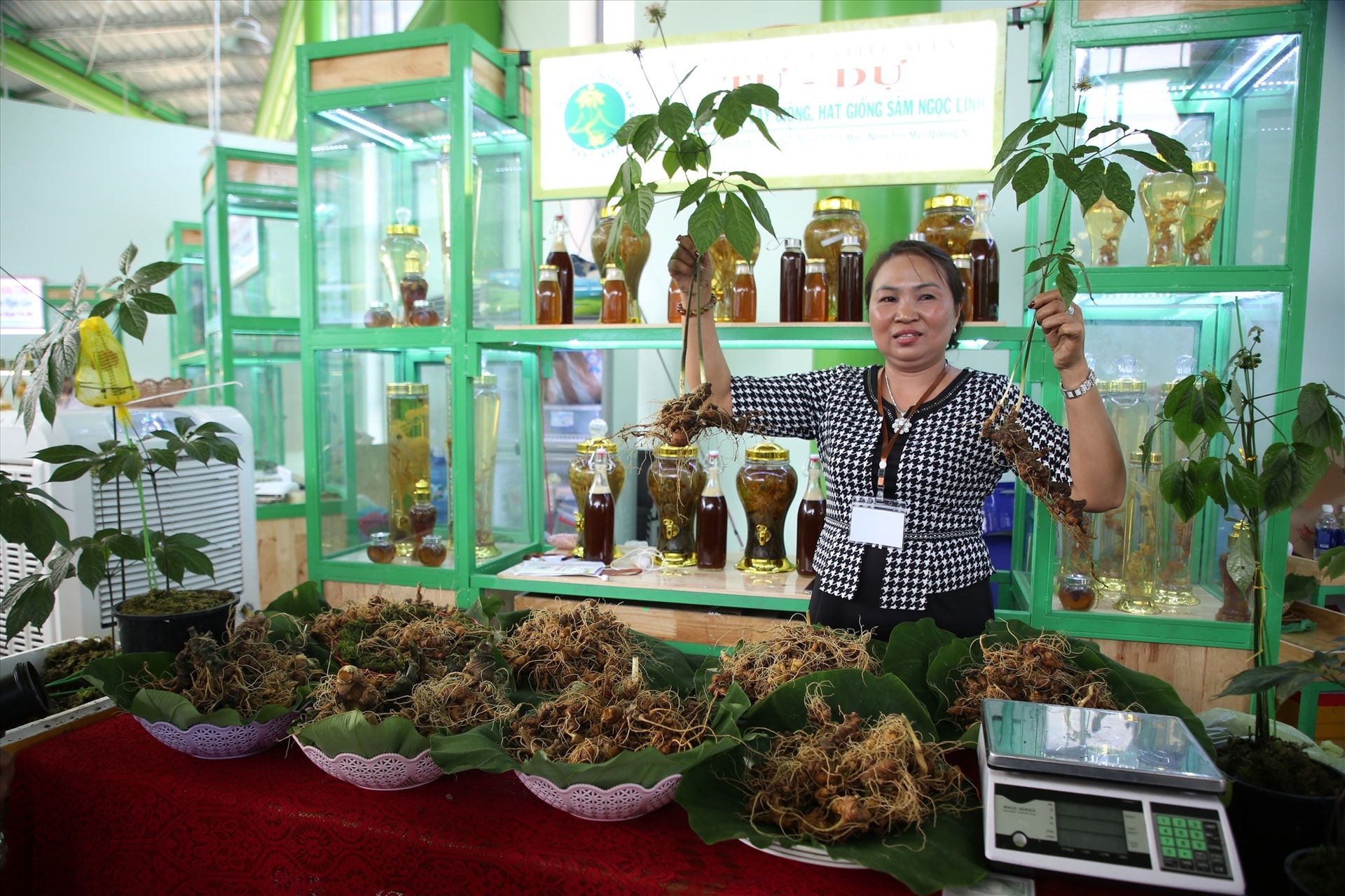 A stall introducing Ngoc Linh ginseng trees and  products