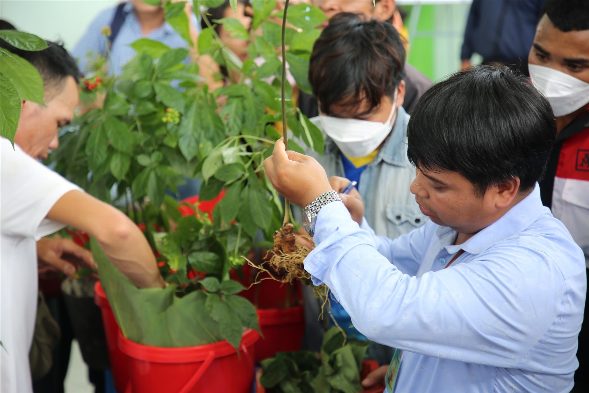 Ngoc Linh ginseng trees join a competition where many residents who cultivate Ngoc Linh ginseng have brought the best herb plants from their gardens to compete in the event.