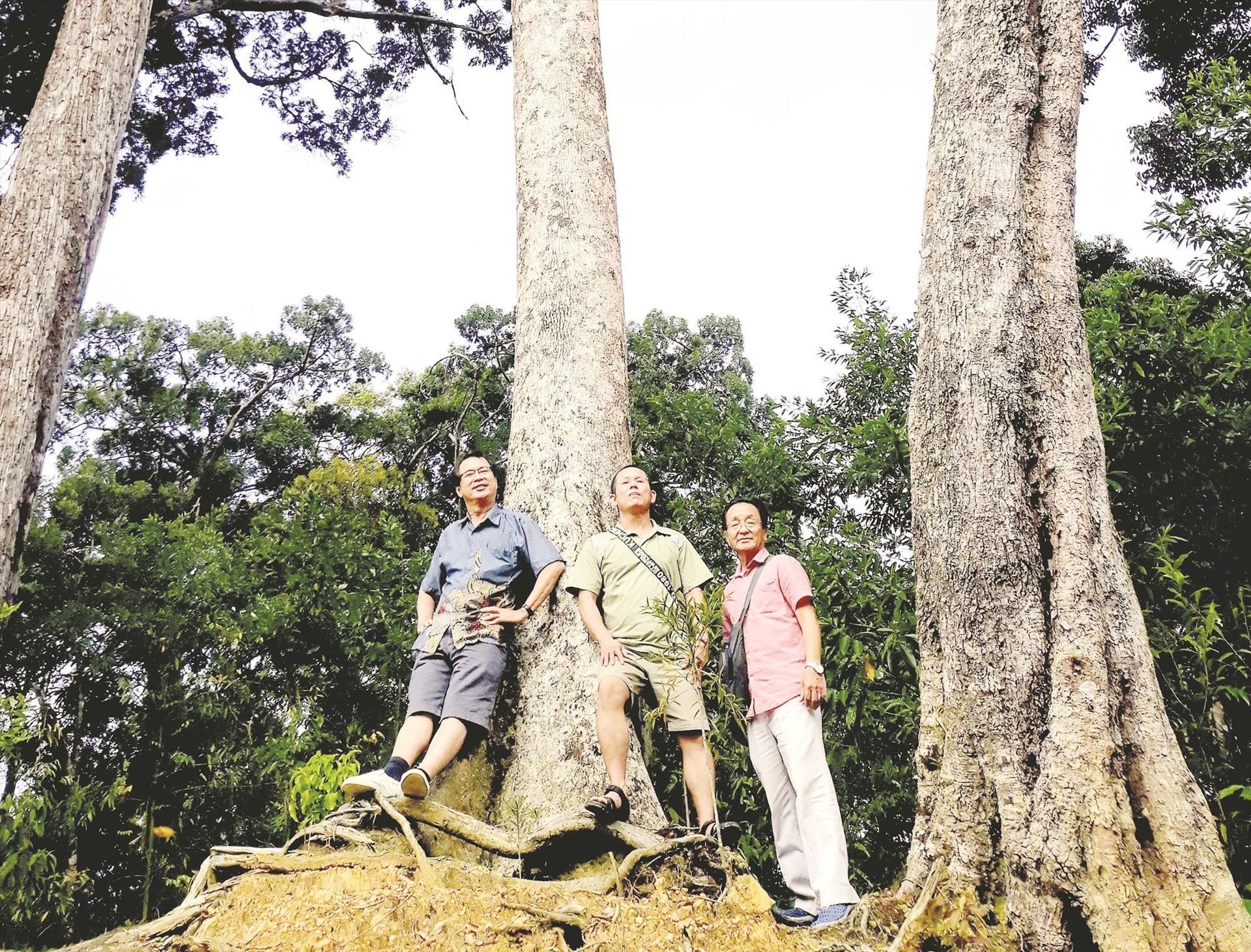 Chụp ảnh lưu niệm ở rừng cây di sản pơmu Tây Giang. Ảnh: B.A