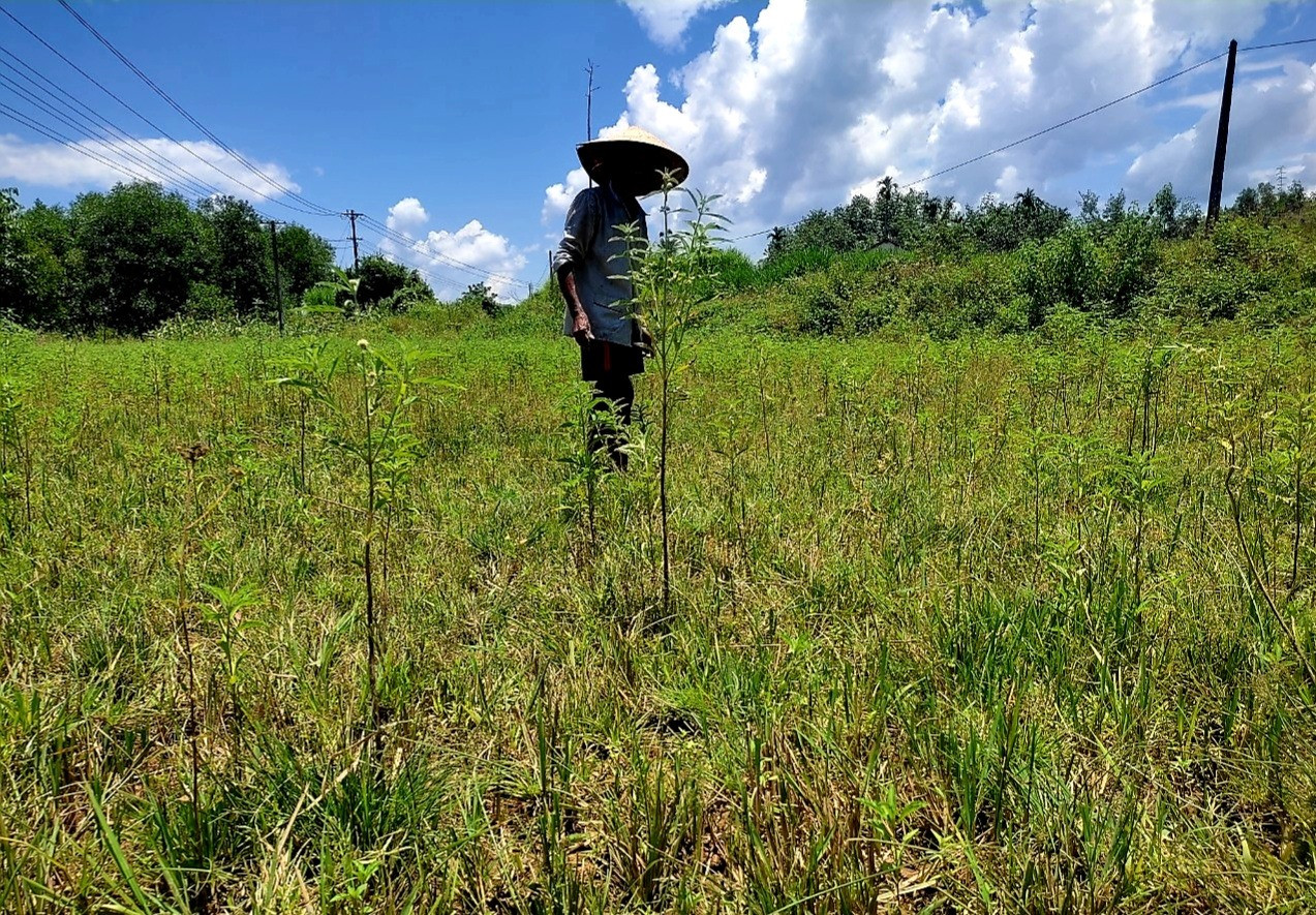 Do bức bí nguồn nước tưới, vụ hè thu 2022 này nhiều ruộng lúa ở xã Thăng Phước (Hiệp Đức) phải bỏ hoang, cỏ dại mọc um tùm. Ảnh: PV