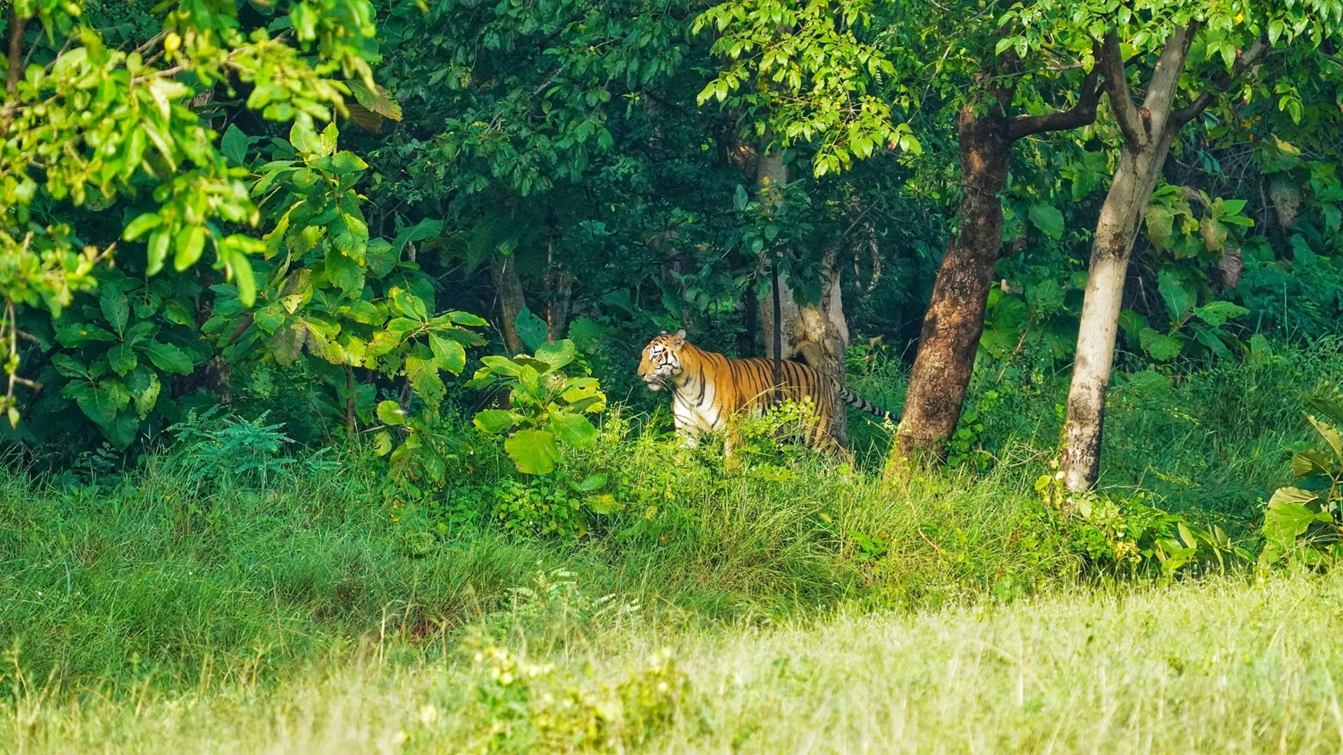 Hổ trong tự nhiên tại Nepal. Ảnh: Mongabay