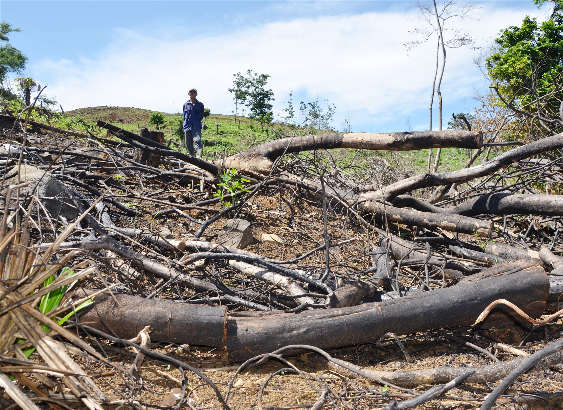 Tình trạng xâm hại rừng tập trung nhiều ở diện tích chưa được giao và cho thuê. Trong ảnh là vụ đốt phá rừng phòng hộ tại khu vực rừng đầu nguồn Đông Tiển, giáp ranh giữa Tiên Phước với Thăng Bình. Ảnh: H.P