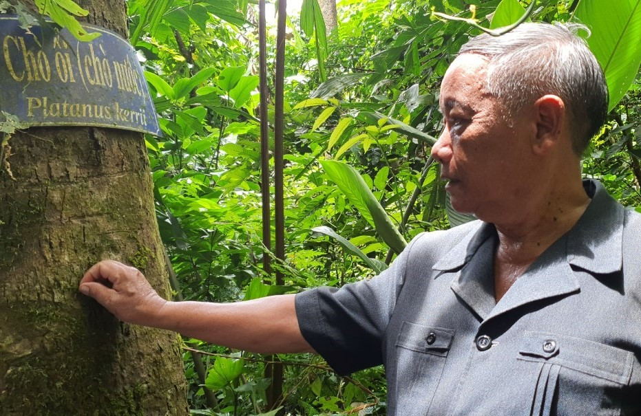 Ông Hồ Văn Ny - nguyên Chủ tịch UBND huyện Nam Trà My bên gốc cây cổ thụ trong khu rừng. Ảnh: ALĂNG NGƯỚC
