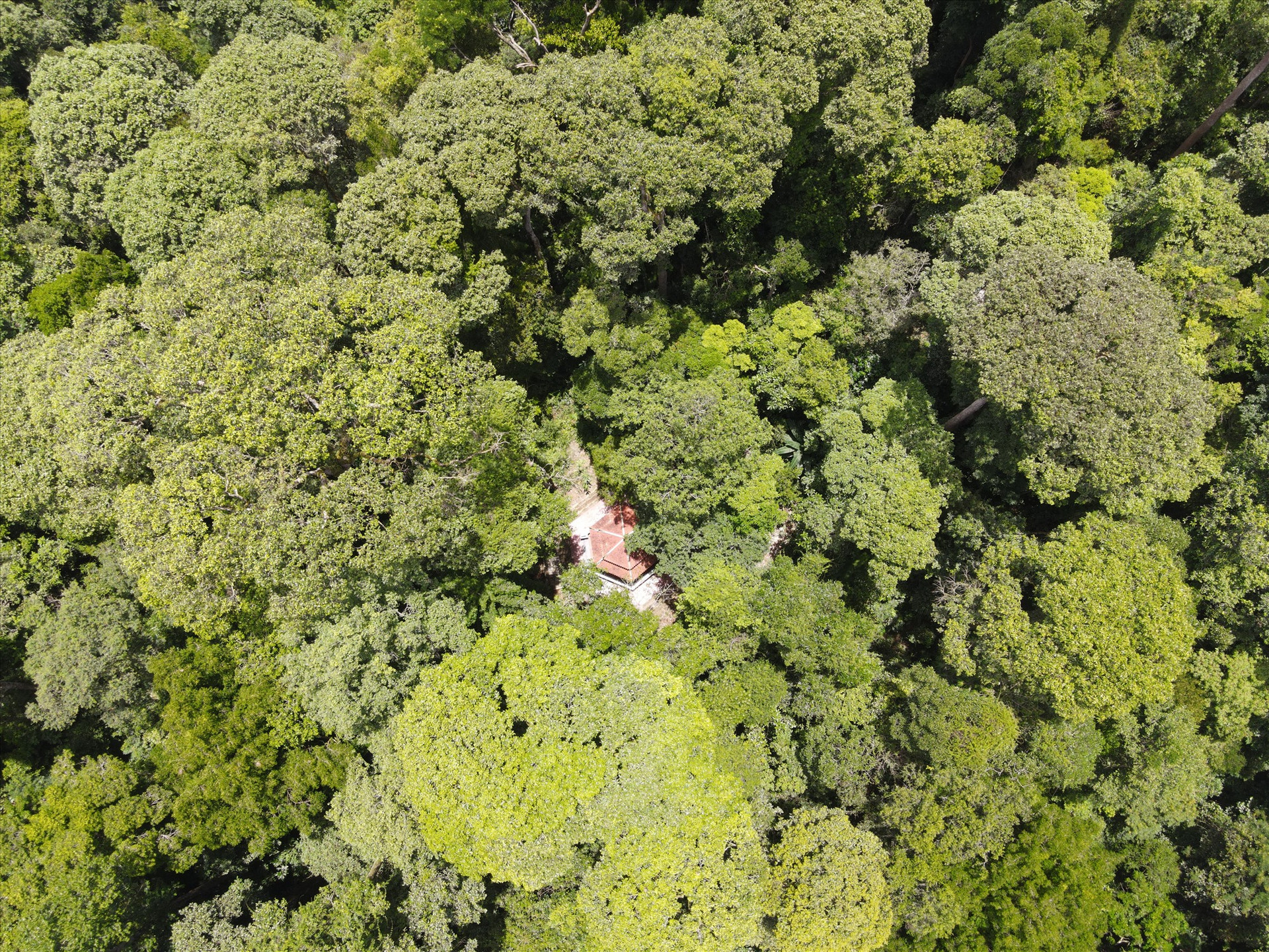 Một góc “khu rừng bác Năm Công” tại Nam Trà My. Ảnh: P.V