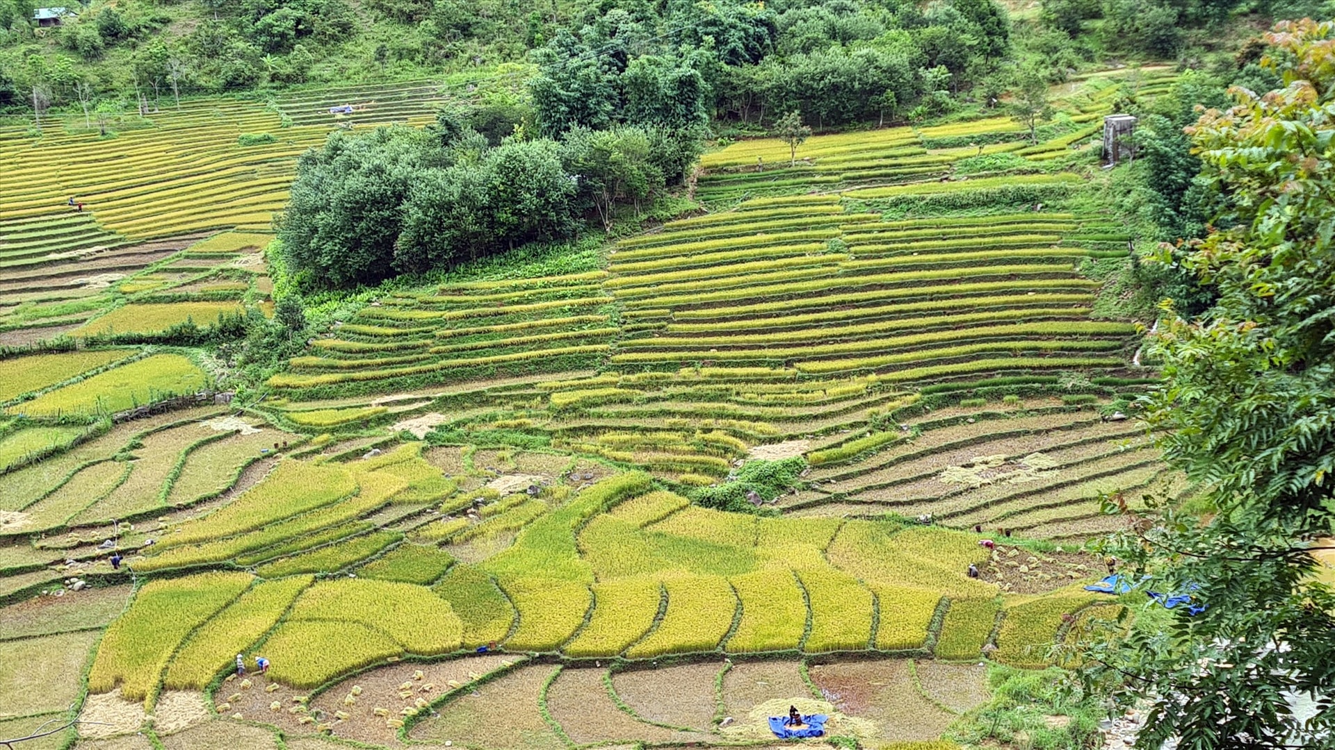 Danh thắng ruộng bậc thang miền tây xứ Quảng. Ảnh: T.NHAN