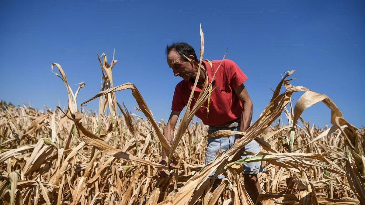 Nông dân Italia điêu đứng vì mua mát thất bát do nắng hạn. Ảnh: AFP