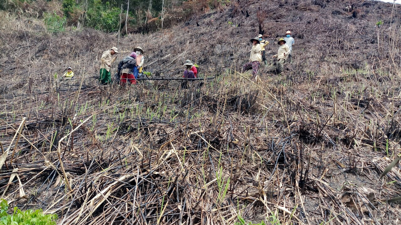 Dự án trồng rừng thay thế của BQL rừng phòng hộ Tây Giang. Ảnh: H.Q