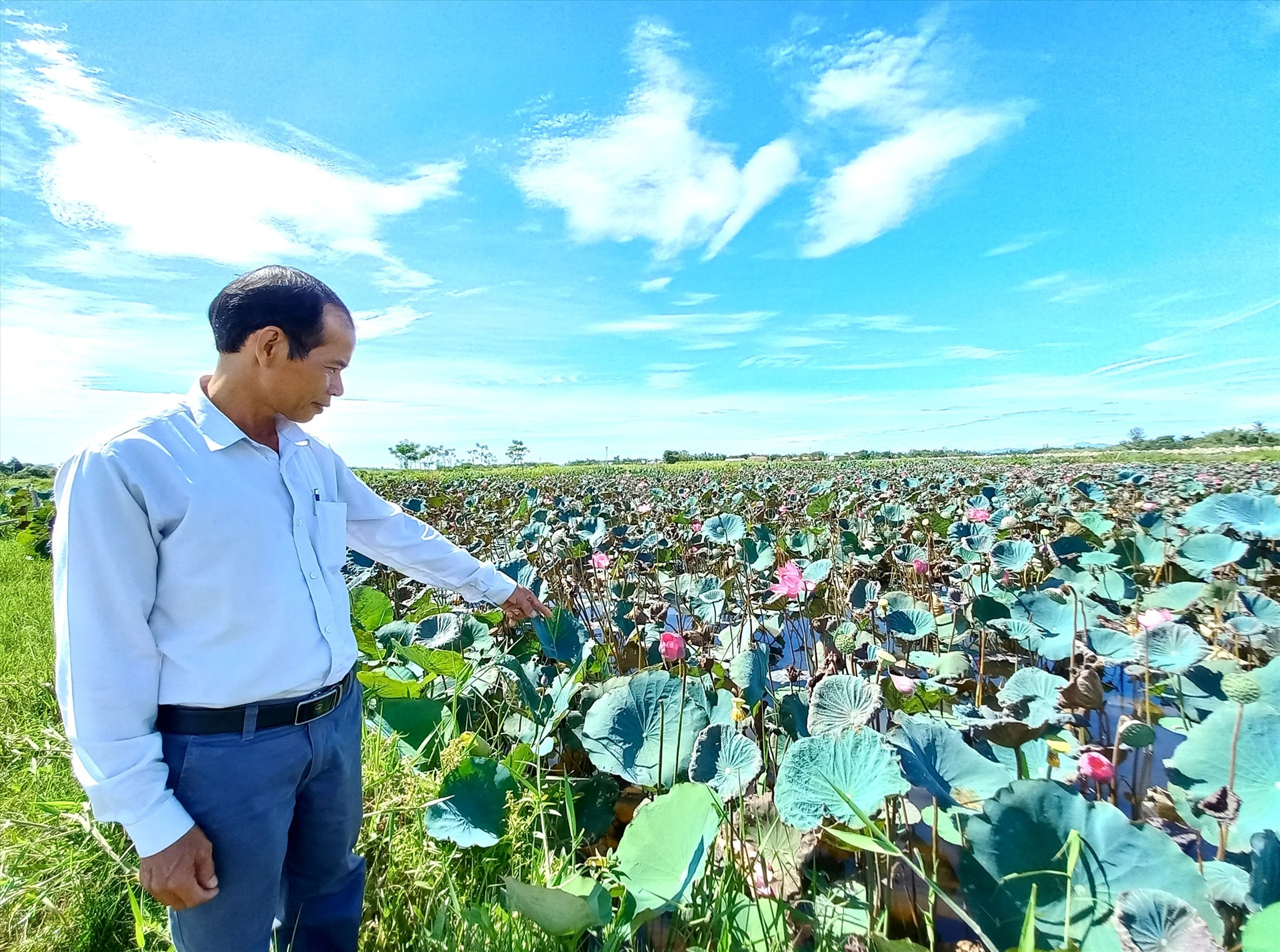 Ông Võ Tấn Sanh bên ruộng trồng sen được cải tạo từ đất bỏ hoang. Ảnh: K.K