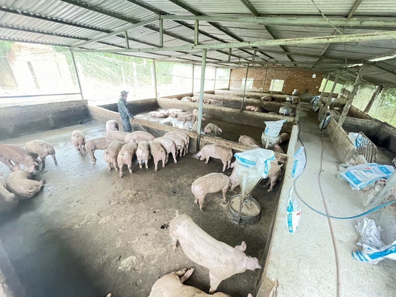 Trang trại chăn nuôi heo của gia đình CCB Huỳnh Văn Bình ở xã Tam Trà, huyện Núi Thành.