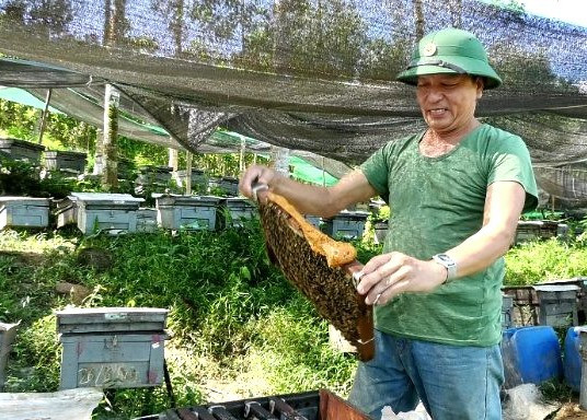 Cựu chiến binh Hồ Thanh Hà (thôn 2, xã Trà Giang, Bắc Trà My) với mô hình nuôi ong lấy mật. Ảnh: Đ.Q