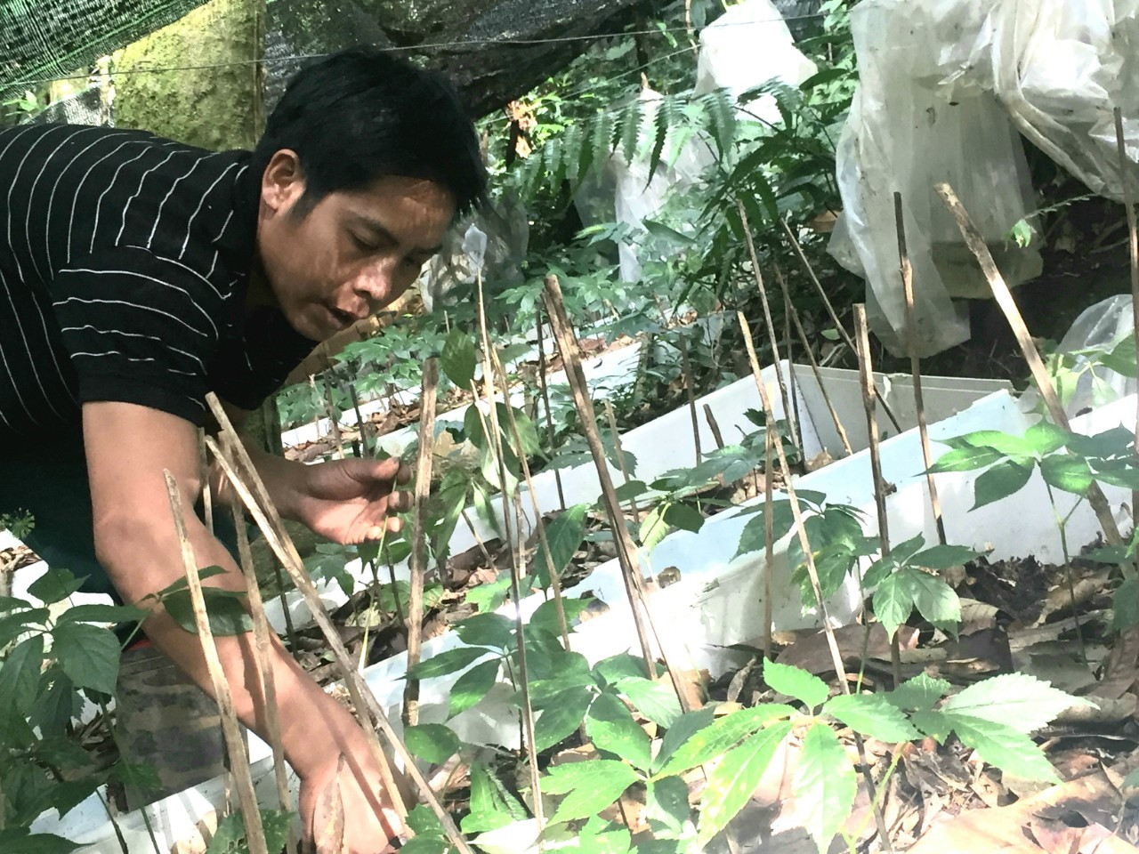 Người trồng sâm Ngọc Linh dùng các vật liệu không thân thiện với môi trường để bảo vệ cây sâm. Ảnh: HÀ QUANG