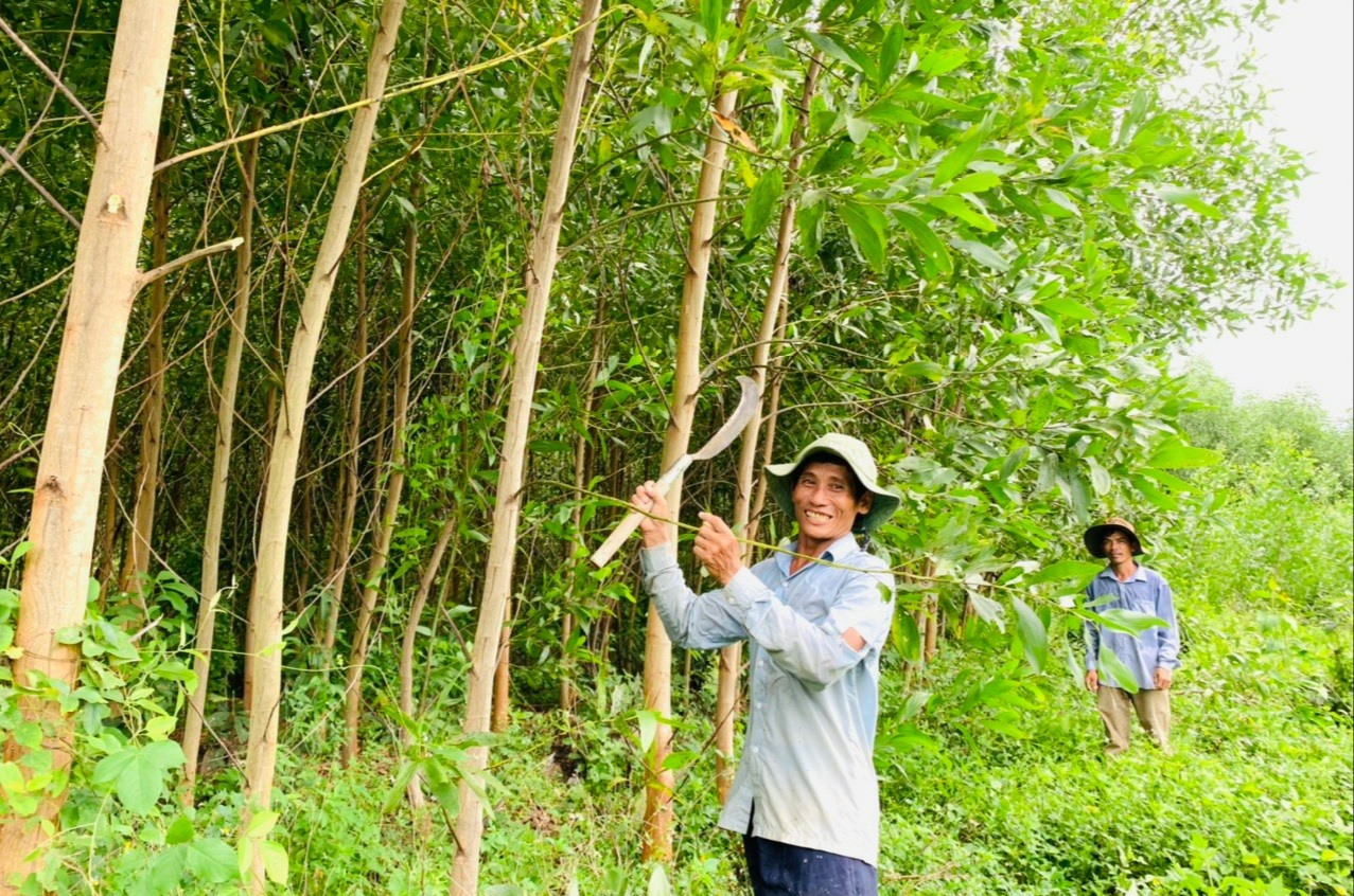 Mô hình trồng rừng nguyên liệu là hướng mở trong phát triển kinh tế hộ ở Quế Sơn. Ảnh: N.S
