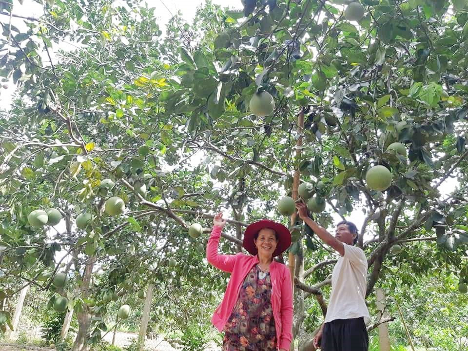 Gần đây tại Đại Lộc xuất hiện nhiều mô hình kinh tế vườn cho hiệu quả cao. Ảnh: H.LIÊN