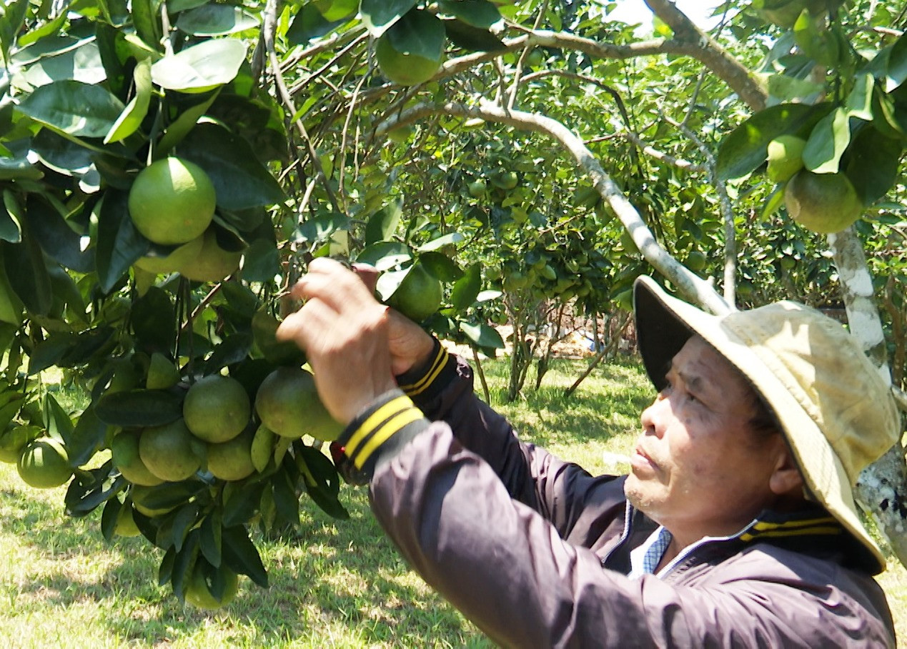 Vườn cam của gia đình ông Nguyễn Thành Nhân thôn Tiên Tráng, xã Tiên Hà mỗi năm cho thu nhập gần 100 triệu đồng. Ảnh:N.HƯNG