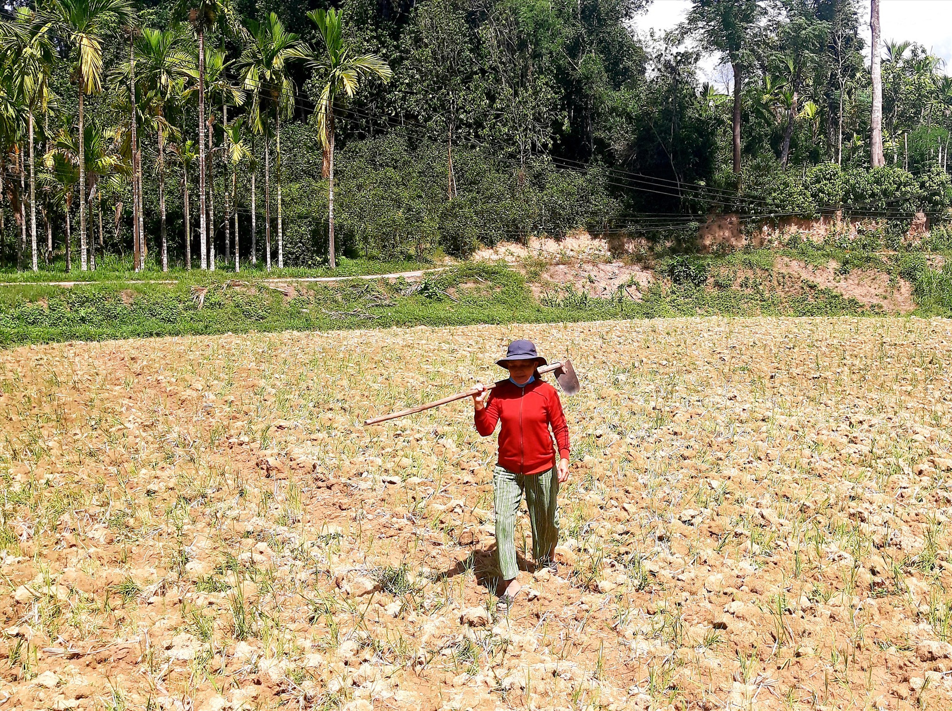 Do hạ tầng thủy lợi chưa được đầu tư xây dựng đồng bộ nên vụ hè thu nào nông dân huyện Nông Sơn cũng bỏ hoang ít nhất 220ha đất lúa. Ảnh: S.A