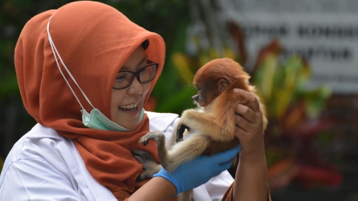 Nhà bảo tồn động vật hoang dã Amalia Rezeki của Indonesia. Ảnh: channelasia