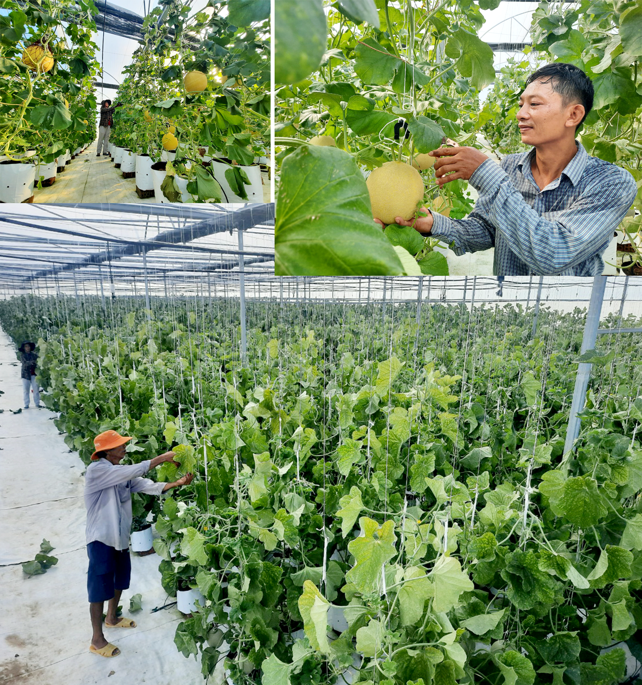 Sản phẩm dưa lưới của HTX Nông nghiệp công nghệ cao Quế Sơn