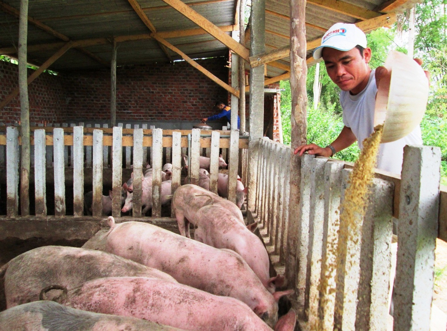 Cơ quan chức năng khẳng định, thời gian qua Quảng Nam chưa tiêm vắc xin phòng bệnh dịch tả lợn châu Phi do Công ty Navetco sản xuất và cung ứng.   Ảnh: VĂN SỰ