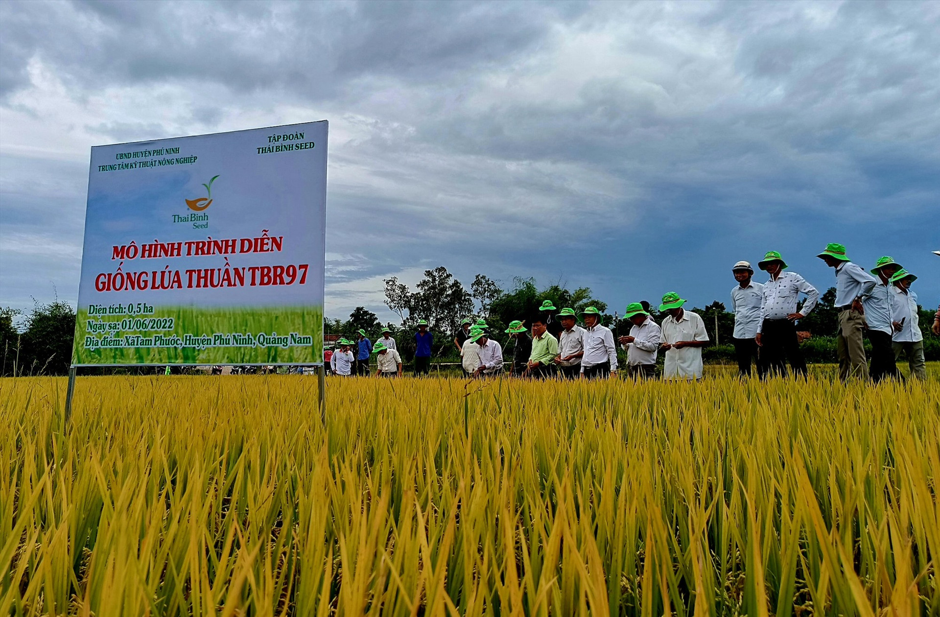 Tham quan mô hình sản xuất trình diễn giống lúa thuần TBR97 ở thôn Cẩm Khê (xã Tam Phước, Phú Ninh).     Ảnh: VĂN SỰ