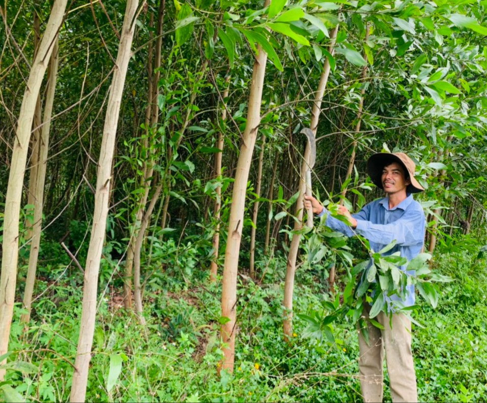 Nhờ tiếp cận các kênh vốn ưu đãi, những năm qua nông dân Quế Sơn đầu tư phát triển mạnh mô hình trồng rừng nguyên liệu và có nguồn thu nhập khá cao. Ảnh: N.P
