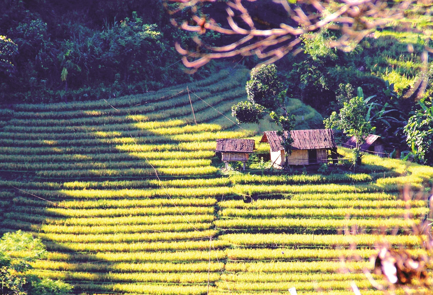 Ruộng bậc thang.Ảnh: ALĂNG NGƯỚC