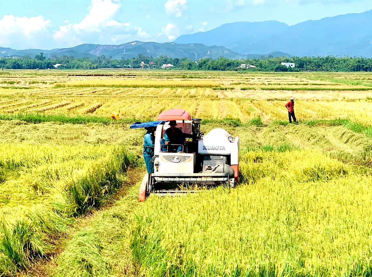 Chính quyền các cấp và các hợp tác xã nông nghiệp huy động tối đa máy gặt đập liên hợp khẩn trương thu hoạch lúa. Ảnh: N.S