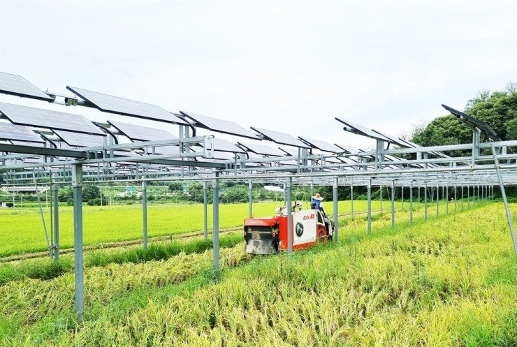 Một nông dân lái máy liên hợp để thu hoạch lúa bên dưới một loạt các mô-đun năng lượng mặt trời được lắp đặt trên cánh đồng lúa ở làng Gidong ở huyện Hamyang, tỉnh Nam Gyeongsang, hôm thứ Năm. Được sự cho phép của Hanwha Solutions