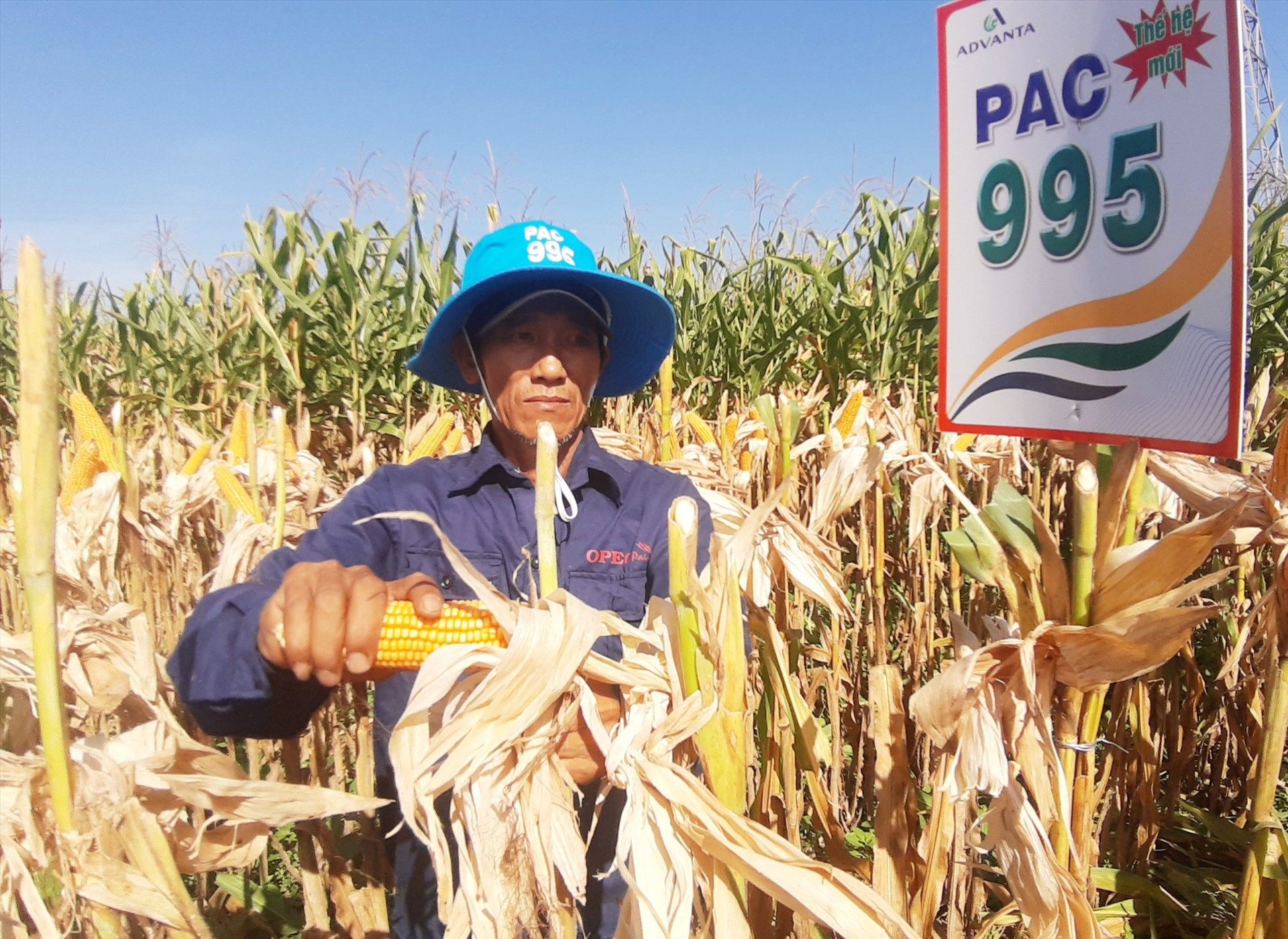 Vụ này, trồng 1 sào bắp lai thế hệ mới PAC995, nông dân xã Điện Quang (Điện Bàn) lãi ròng khoảng 2,2 triệu đồng. Ảnh: MAI NHI