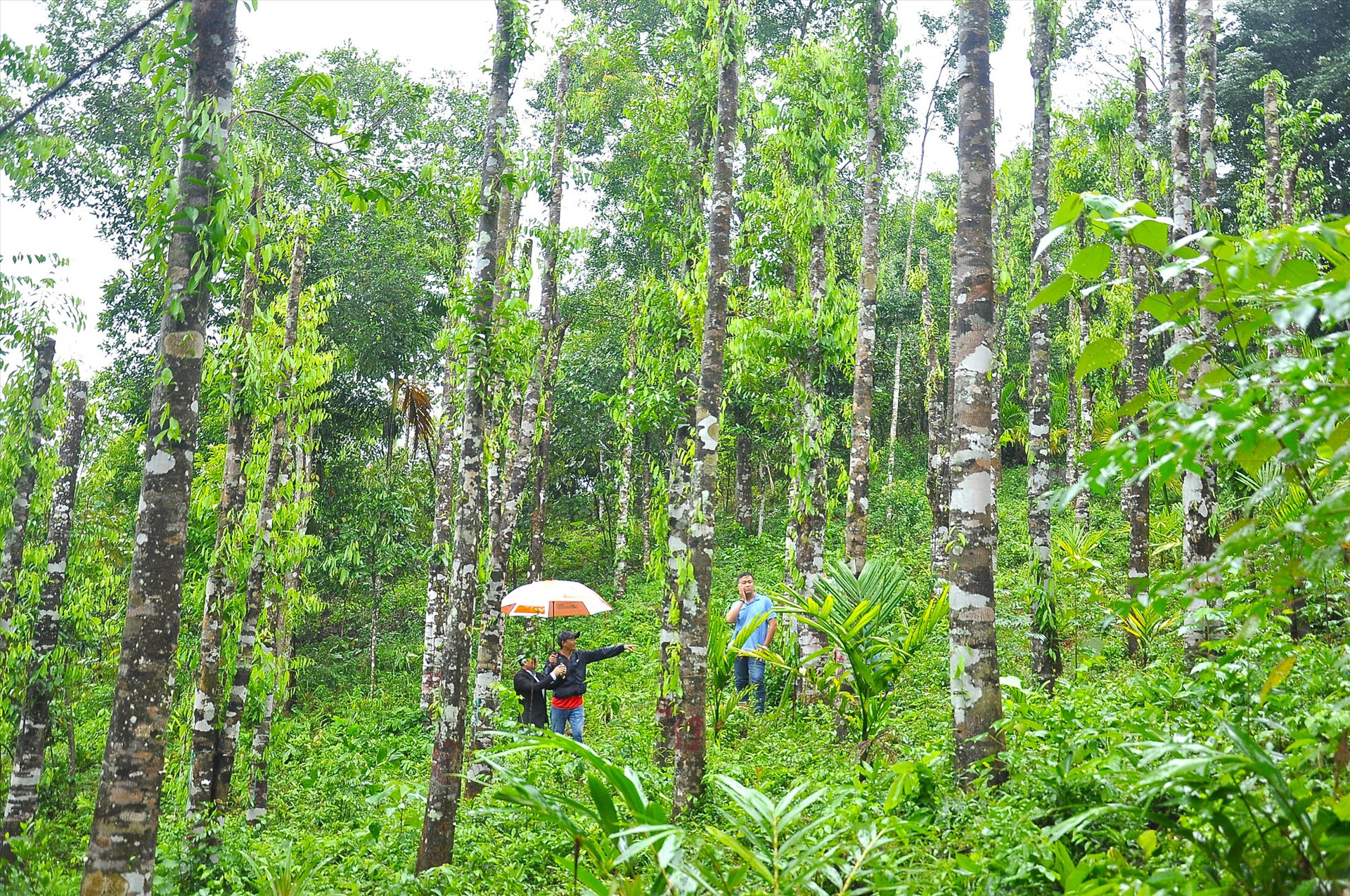 Hơn 1000 cây dó bầu trong vườn gia đình ông Trương Minh Thắng được doanh nghiệp mua, thuê lại để cấy tạo trầm hương. Ảnh: P.V