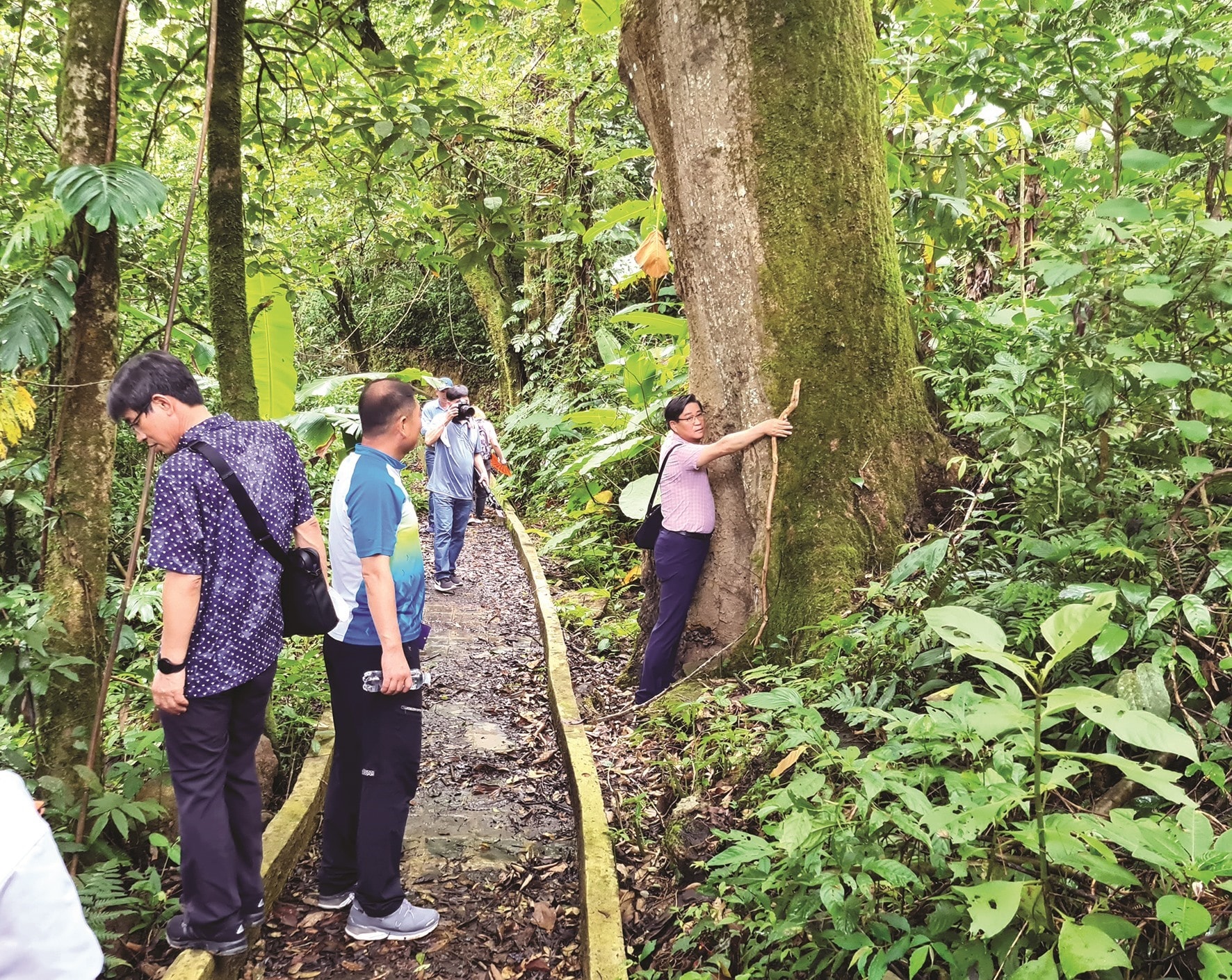 A track with ancient trees to Ngoc Linh ginseng gar