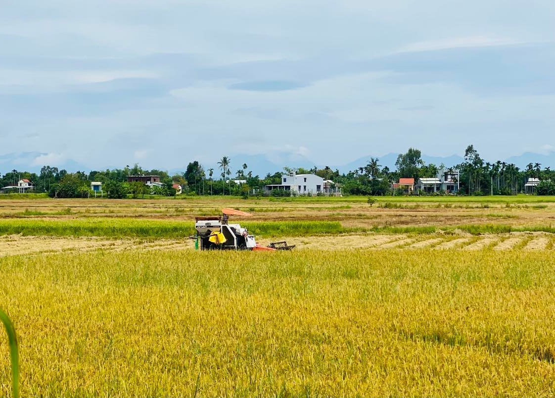 Từ đầu tháng 9, nông dân ở Điện Bàn đã thu hoạch lúa vụ hè thu để tránh thiệt hại do mưa lũ. Ảnh: V.LỘC