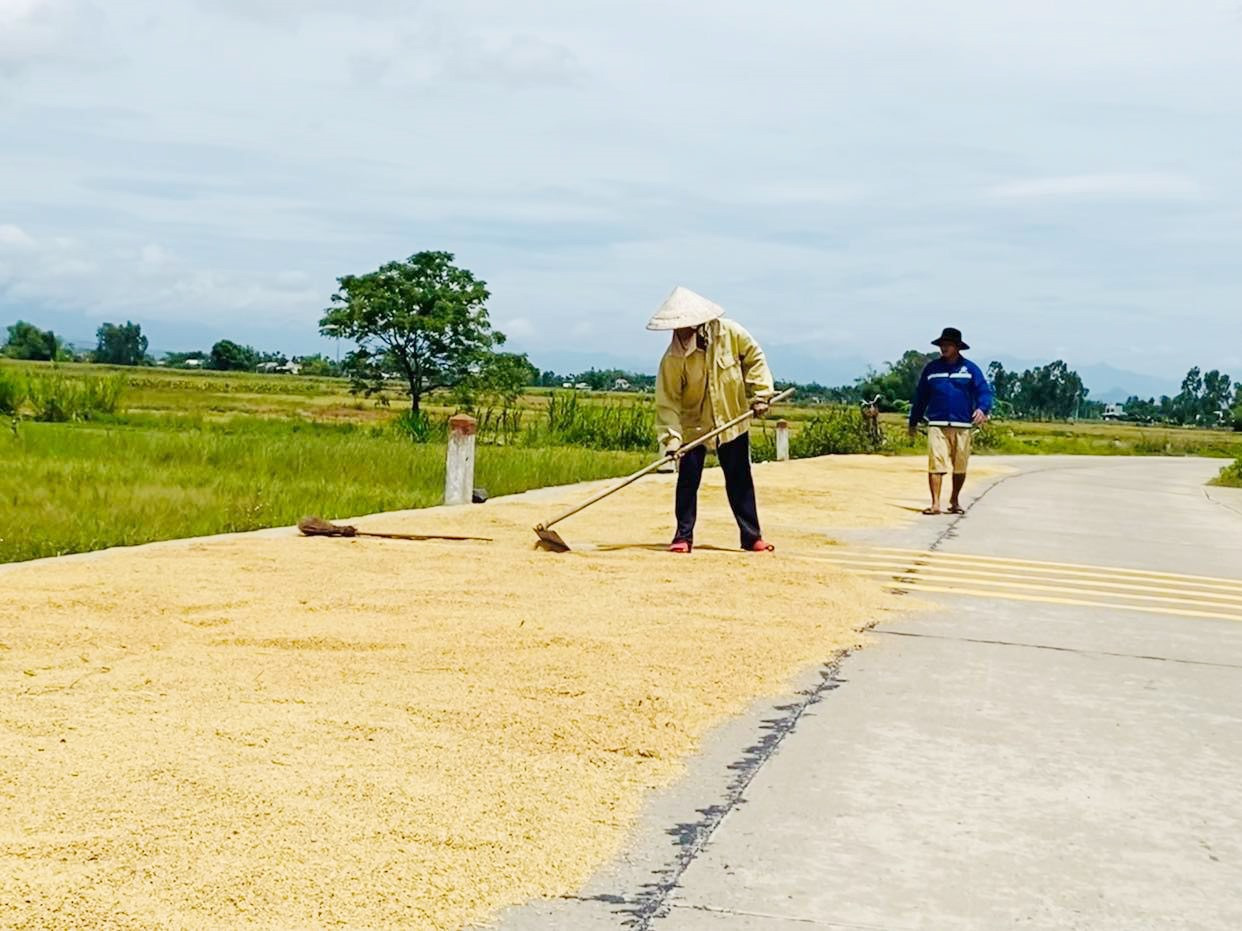 Từ đầu tháng 9, nông dân ở Điện Bàn đã thu hoạch lúa vụ hè thu để tránh thiệt hại do mưa lũ. Ảnh: V.Lộc