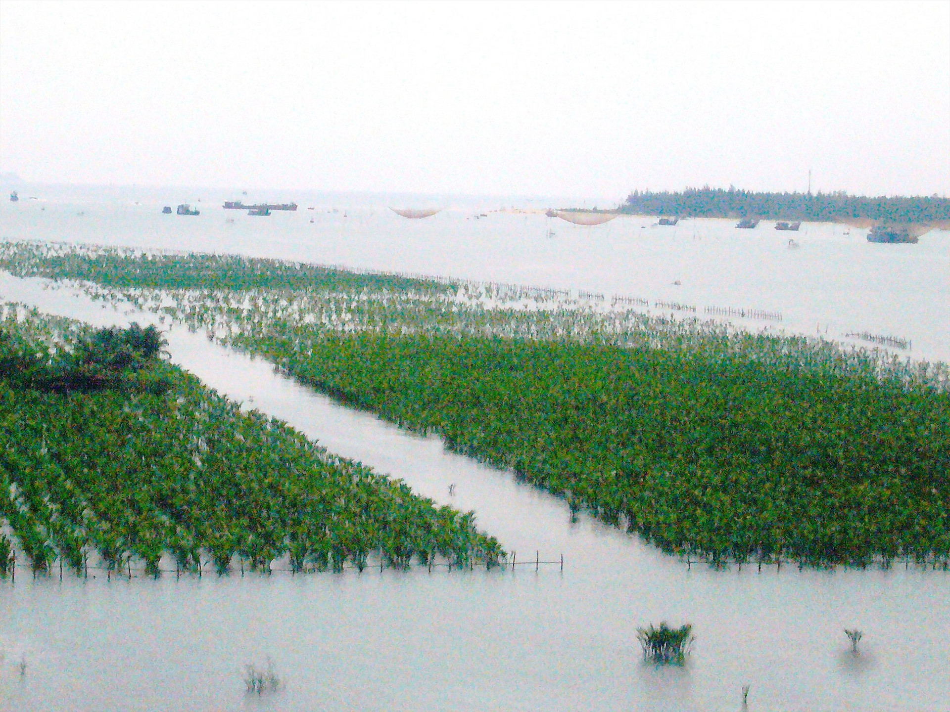 Diện tích rừng dừa được trồng mới ở vùng cửa sông ven biển xã Cẩm Thanh. Ảnh: Đ.H
