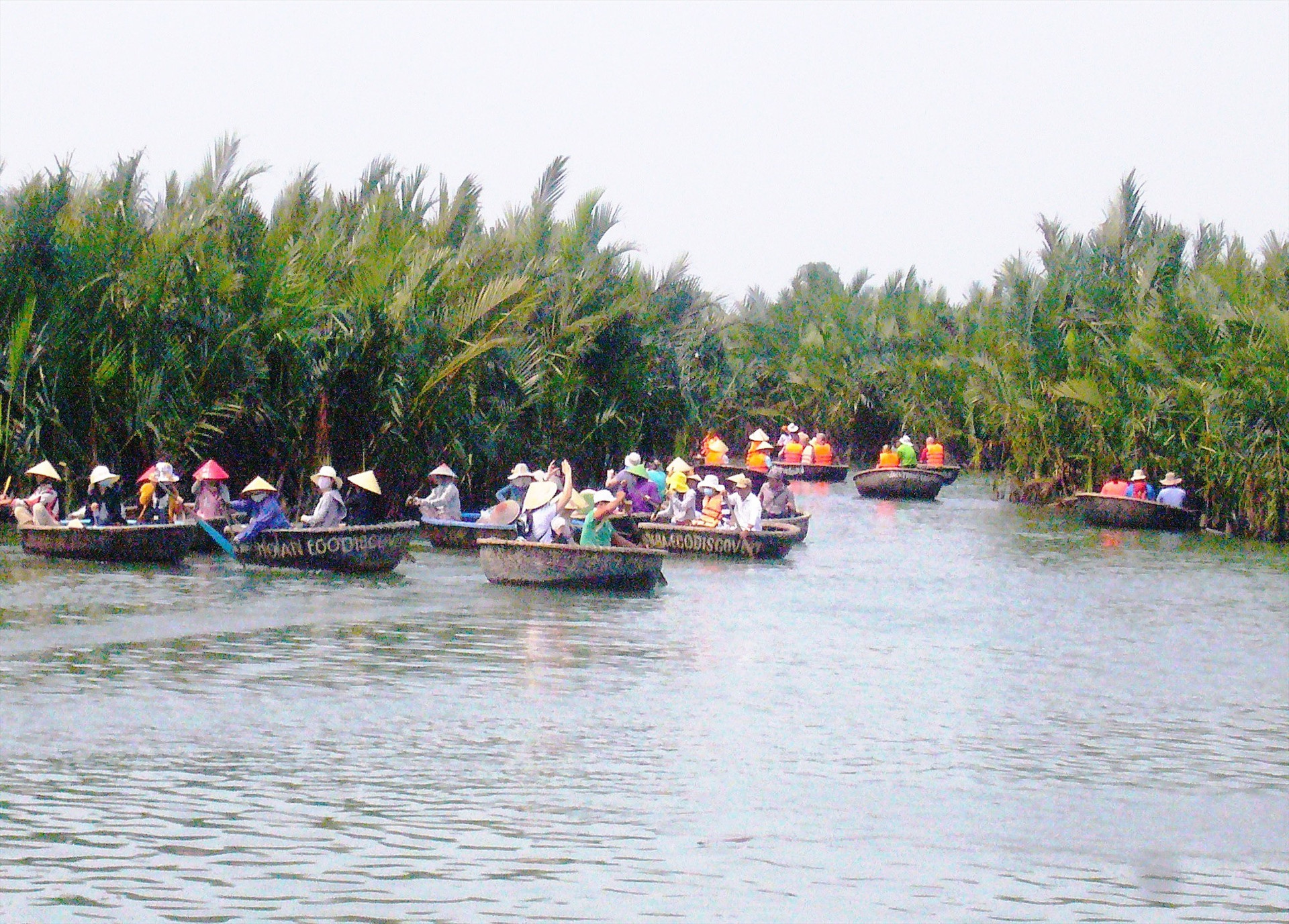 Diện tích rừng dừa được trồng mới ở vùng cửa sông ven biển xã Cẩm Thanh. Ảnh: Đ.H