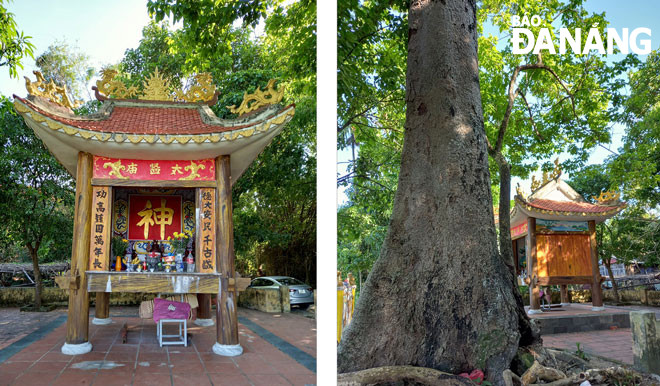 Miếu Thái Giám (ảnh trái) và cây chiêm chiêm cổ thụ hàng trăm năm tuổi vẫn còn lỗ chỗ vết đạn.  Ảnh: THÁI MỸ