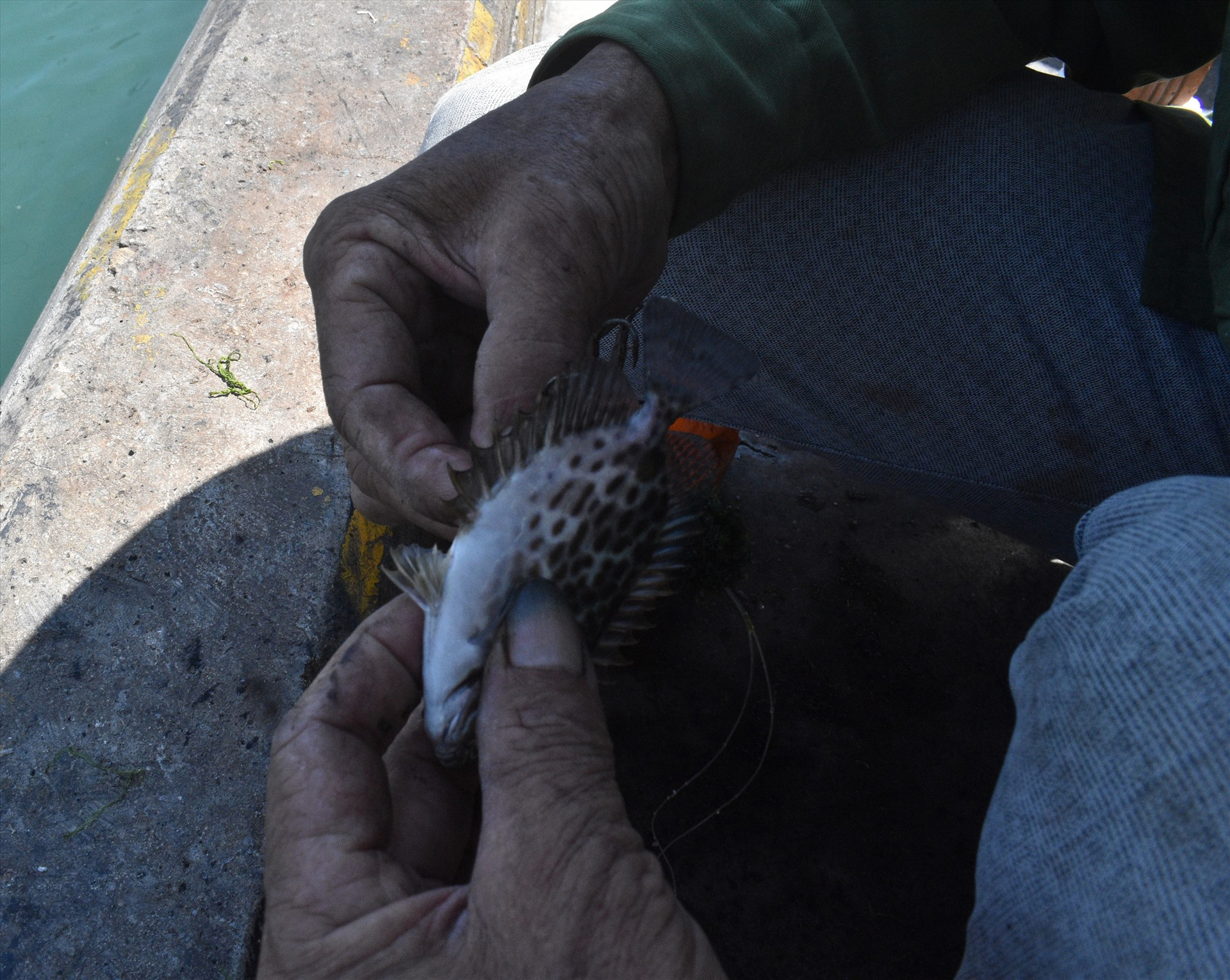 Gỡ cá dìa khỏi lưỡi câu cũng phải hết sức cẩn thận vì gai cá dìa có thể làm đau buốt nếu đâm phải vào tay. Ảnh: N.Q