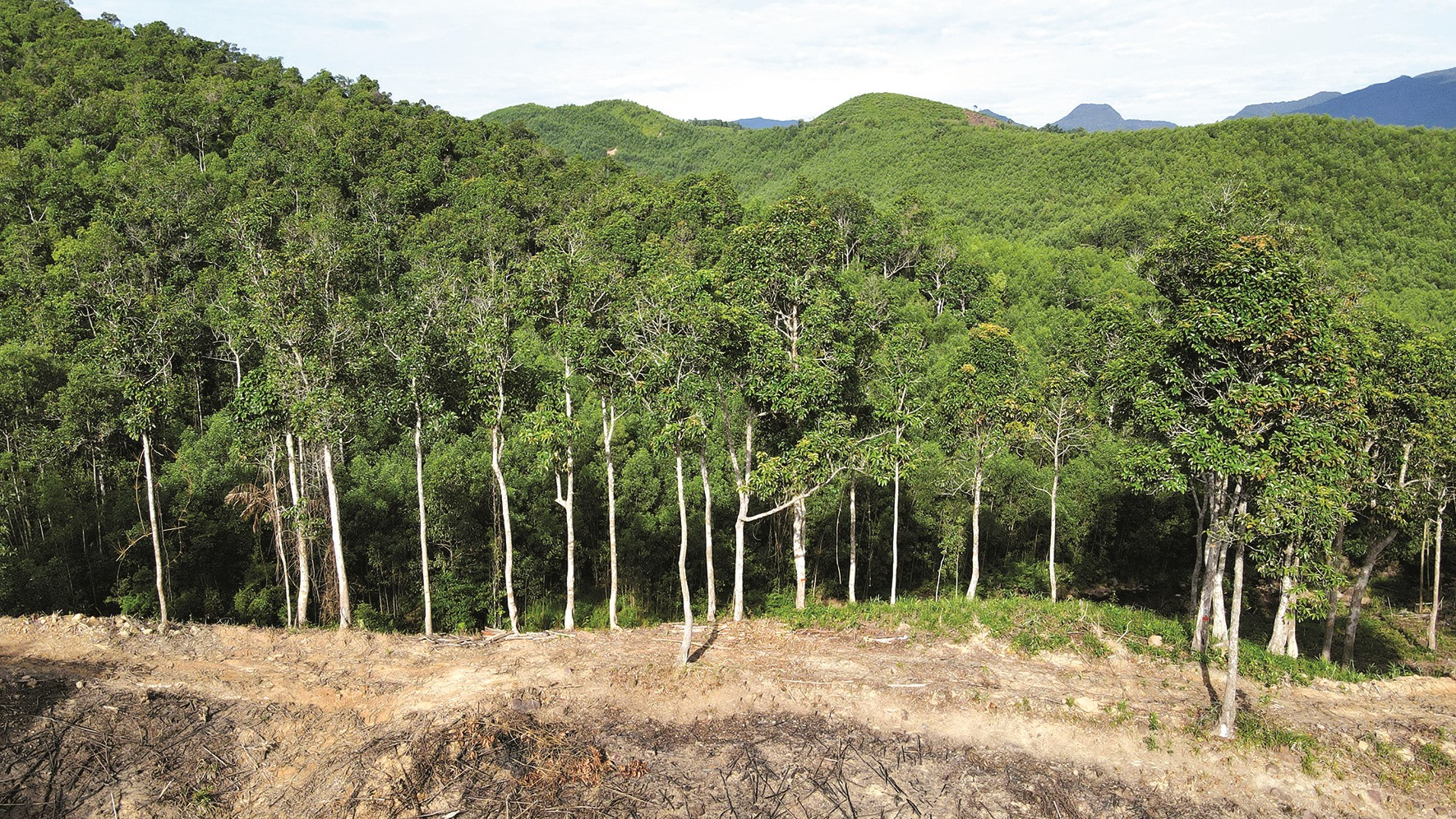 Cánh rừng dầu rái tự nhiên ở xã Đại Thạnh rộng hơn 200ha.