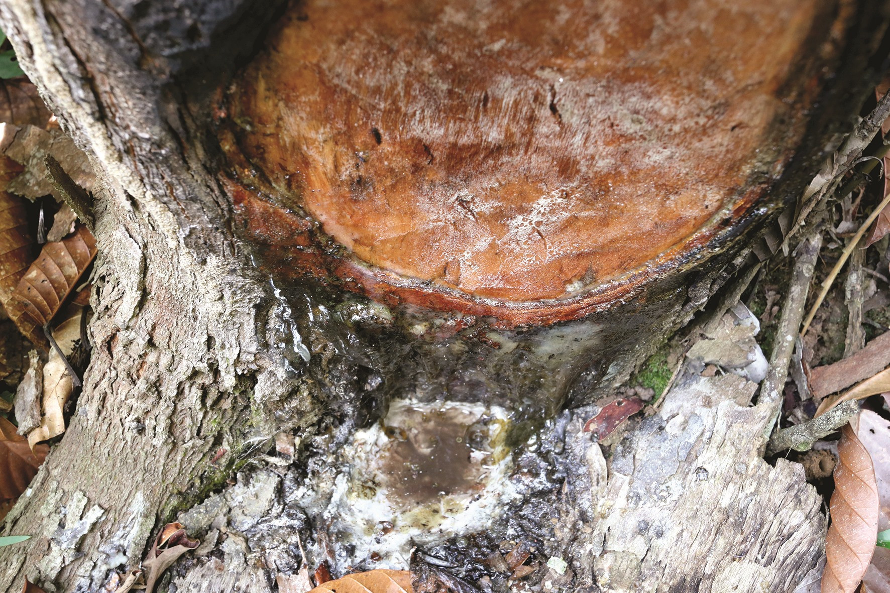 Cây tiết ra dầu chảy xuống đọng lại ở một hố dưới gốc cây.