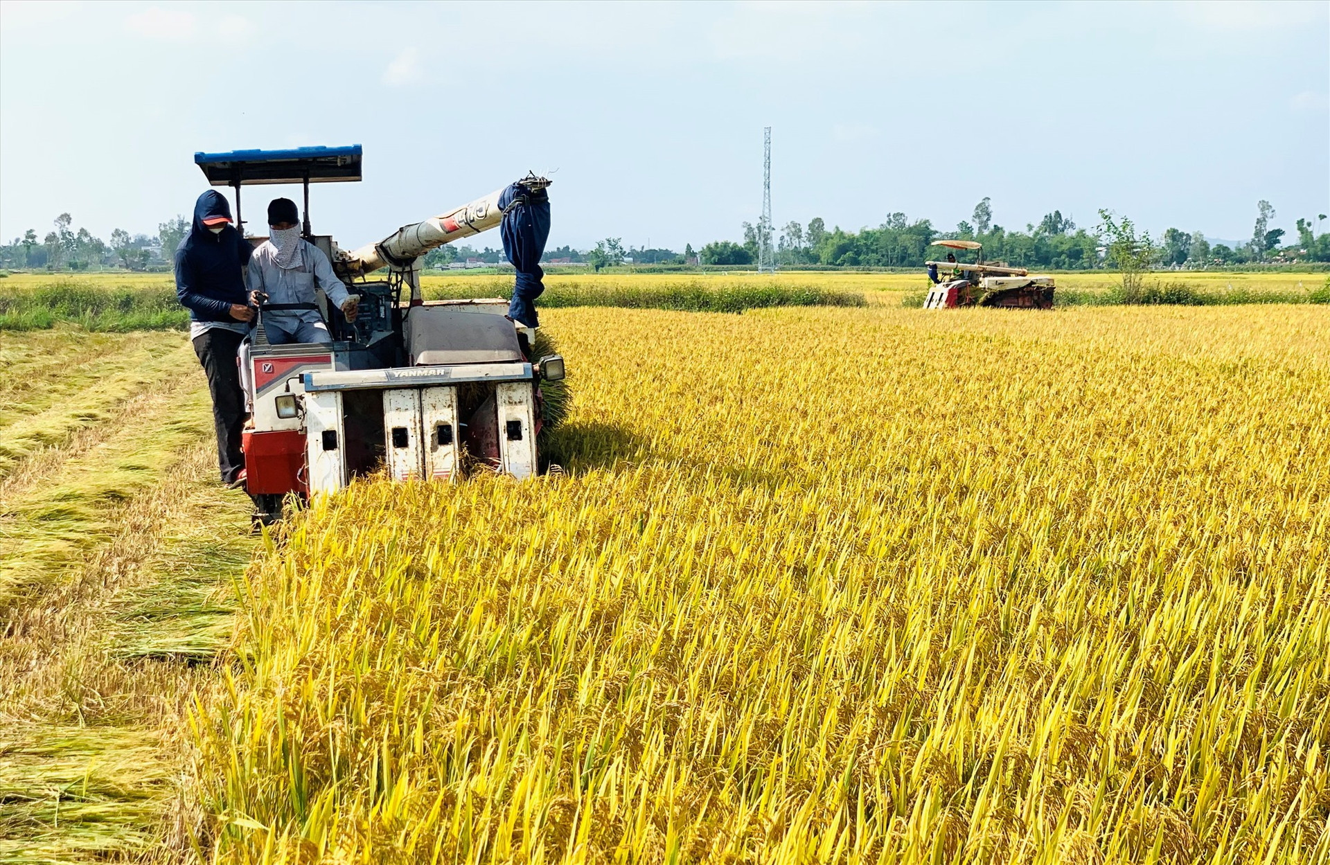 Do thời tiết bất lợi và sâu bệnh gây hại nên vụ hè thu 2022 này năng suất lúa ở nhiều địa phương của huyện Duy Xuyên tụt giảm. Ảnh: T.L