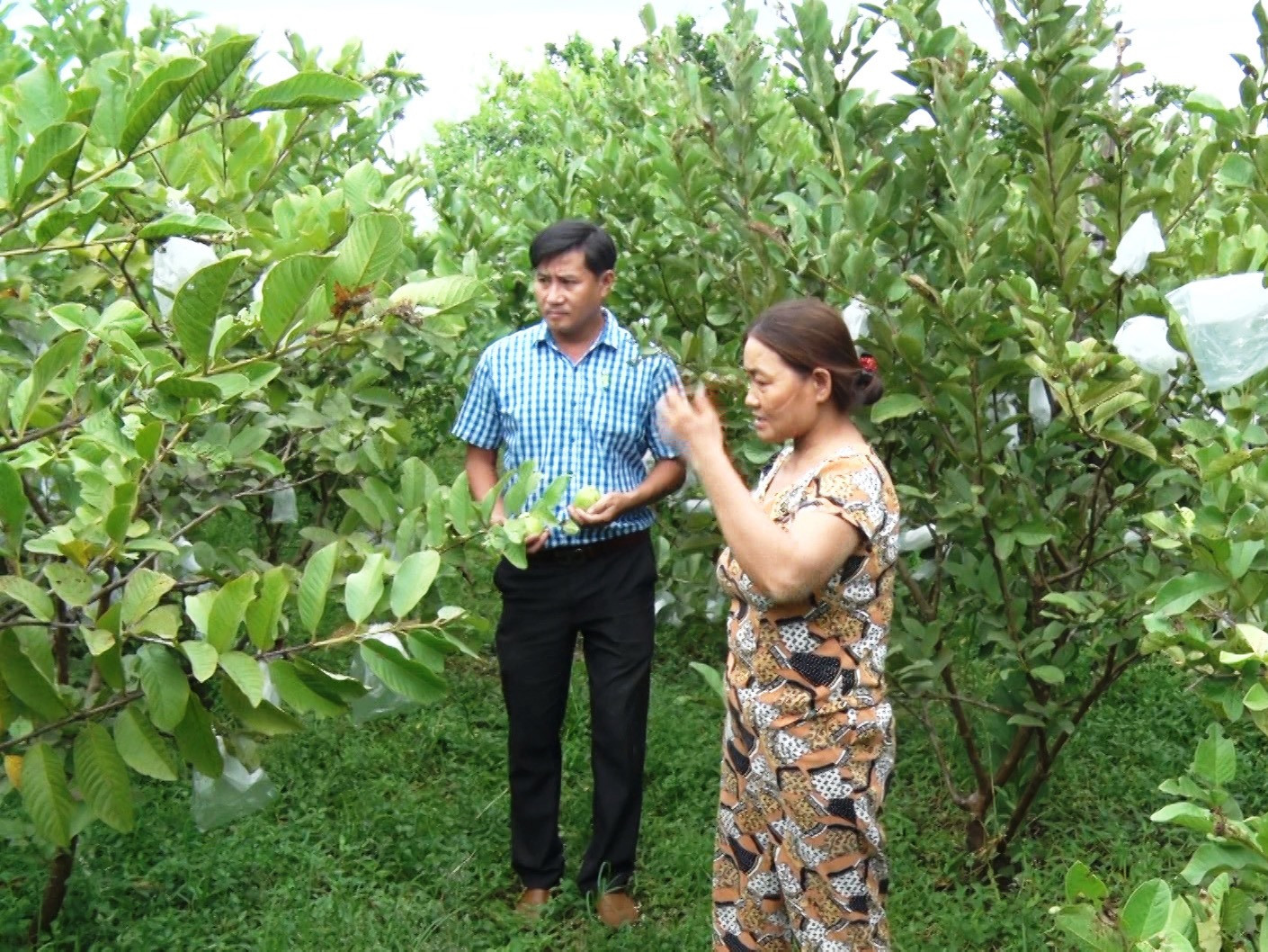 Trồng cây ăn quả gắn với phát triển du lịch đang là hướng đi mới của người dân thôn Thọ Tân, xã Tam Ngọc, TP.Tam Kỳ. Ảnh: T.S