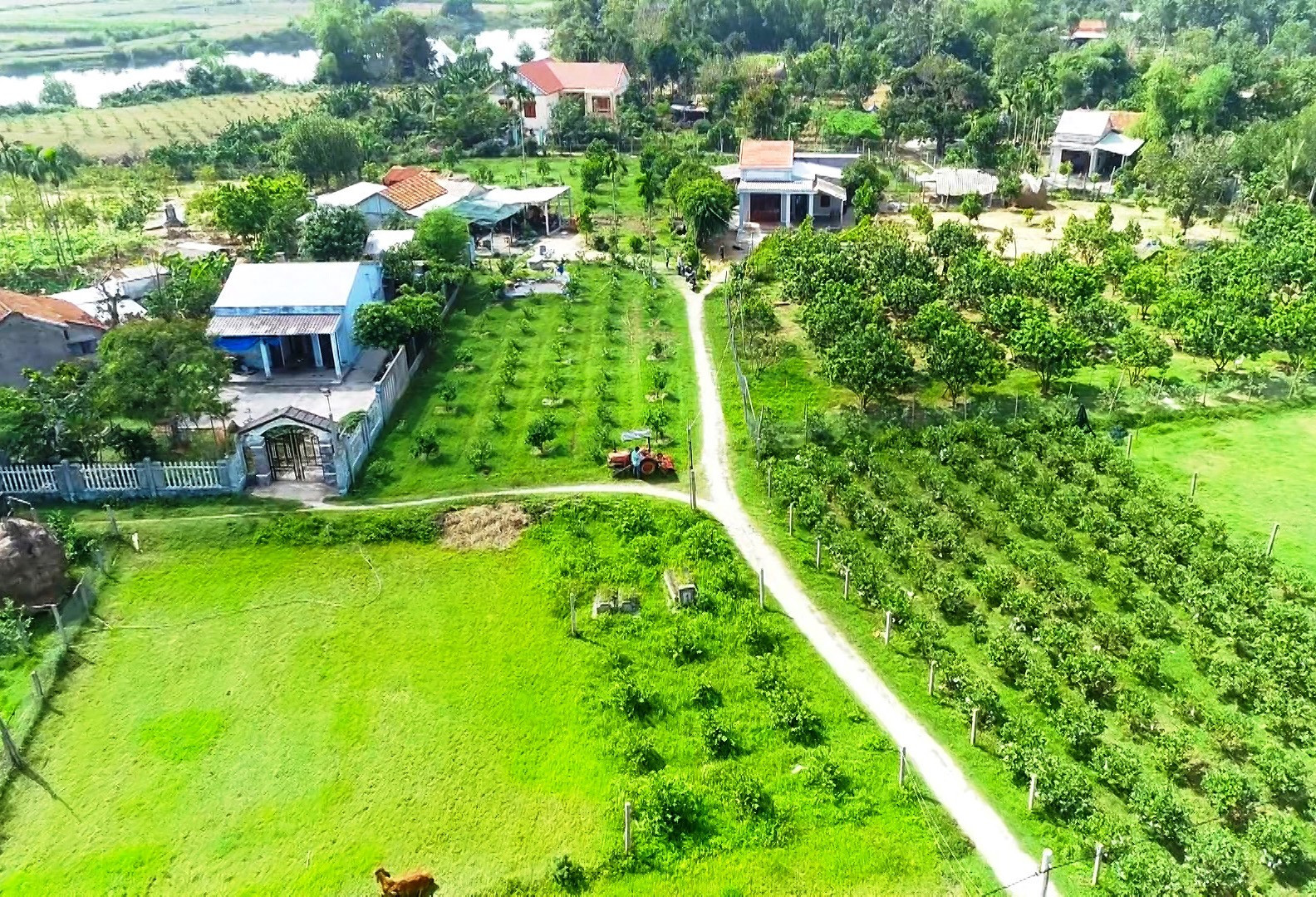 Người dân làng Cà Ban, thôn Thọ Tân cải tạo vườn để trồng cây ăn quả. Ảnh: T.S