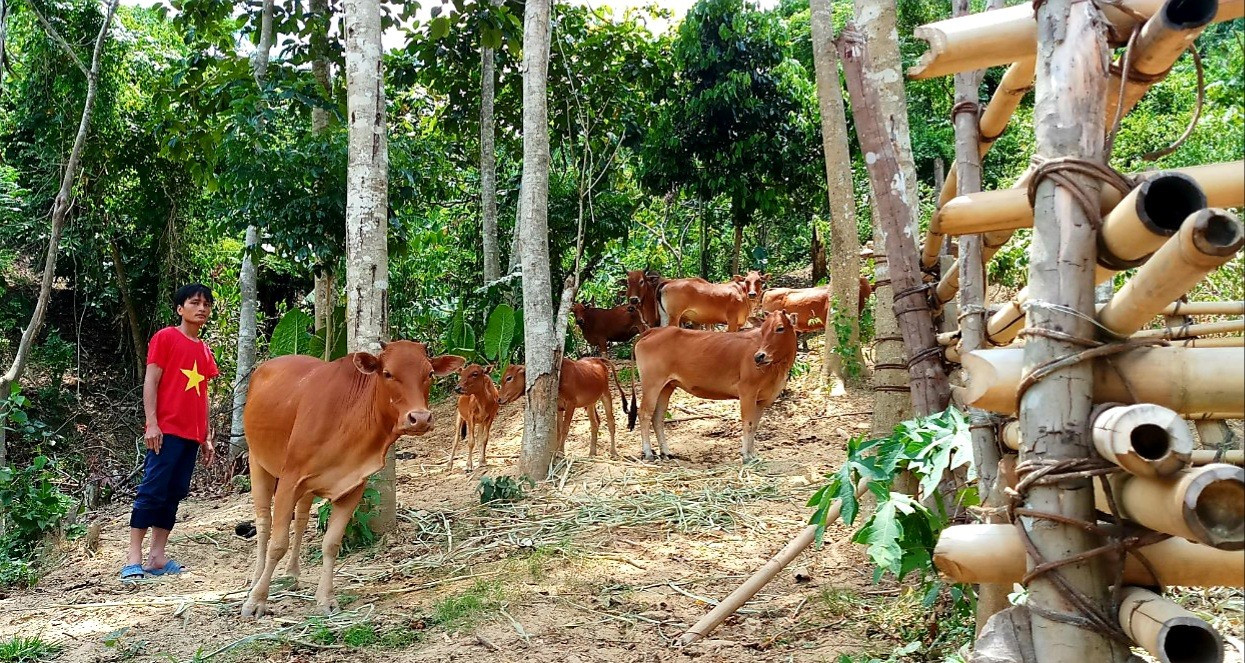 Người dân Nam Giang tập trung đầu tư phát triển mô hình chăn nuôi bò thâm canh để nâng cao nguồn thu nhập. Ảnh: N.P