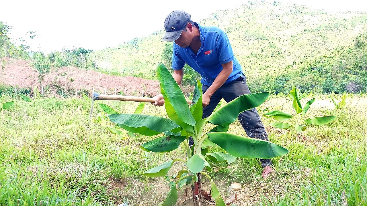 Nam Giang sẽ ưu tiên nguồn lực hỗ trợ người dân phát triển sản xuất nông - lâm nghiệp theo liên kết chuỗi giá trị. Ảnh: N.P