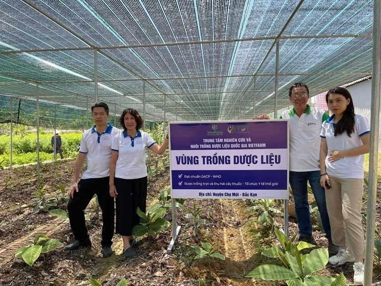 Vùng trồng dược liệu đạt chuẩn GACP của Trung tâm dược liệu Vietfarm.