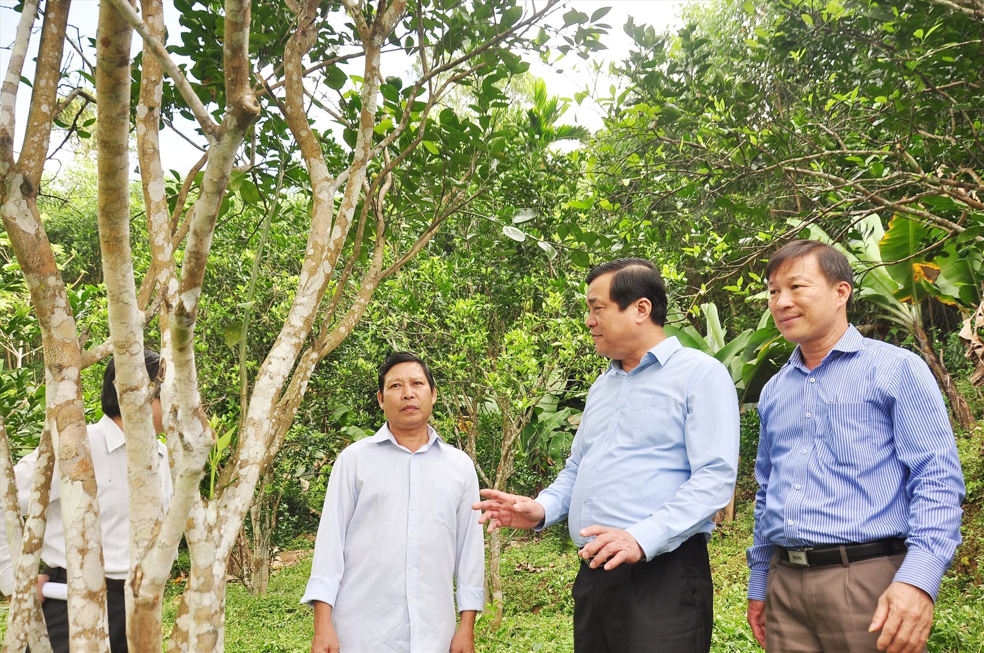 Bí thư Tỉnh ủy Phan Việt Cường thăm mô hình vườn mẫu ở xã Tiên Hà (Tiên Phước). Ảnh: M.N