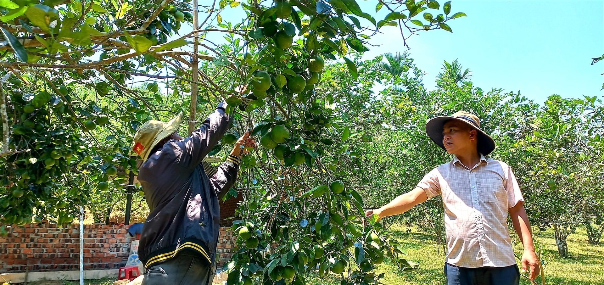 Những năm qua, người dân Tiên Phước đầu tư phát triển mạnh mô hình trồng cây ăn quả theo phương thức sản xuất hàng hóa và thực tế cho thấy nguồn thu nhập mang lại khá cao. Ảnh: M.N