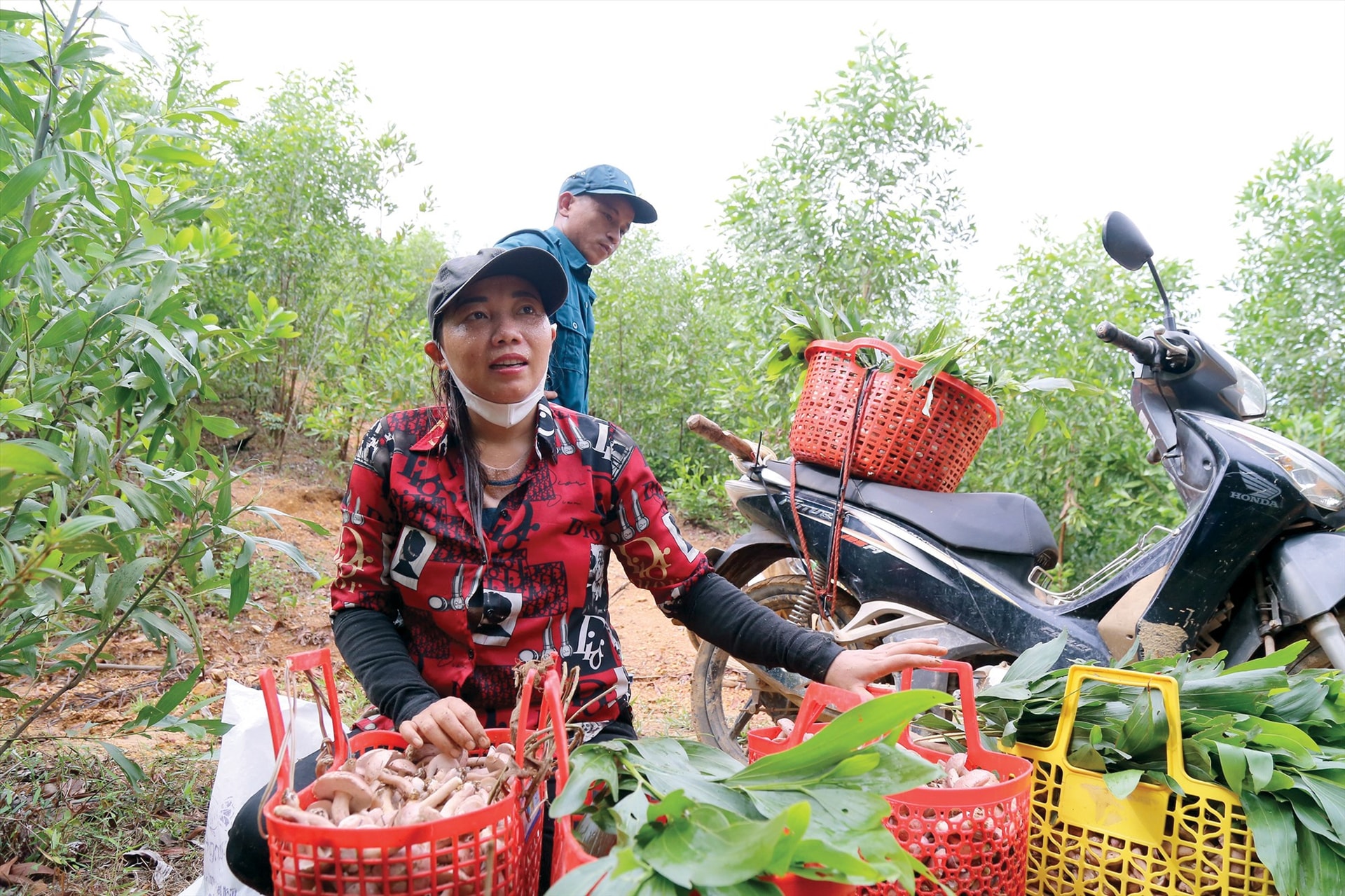 Sau 3 giờ trong rừng, người dân Núi Thành đã hái được khá nhiều nấm tràm.