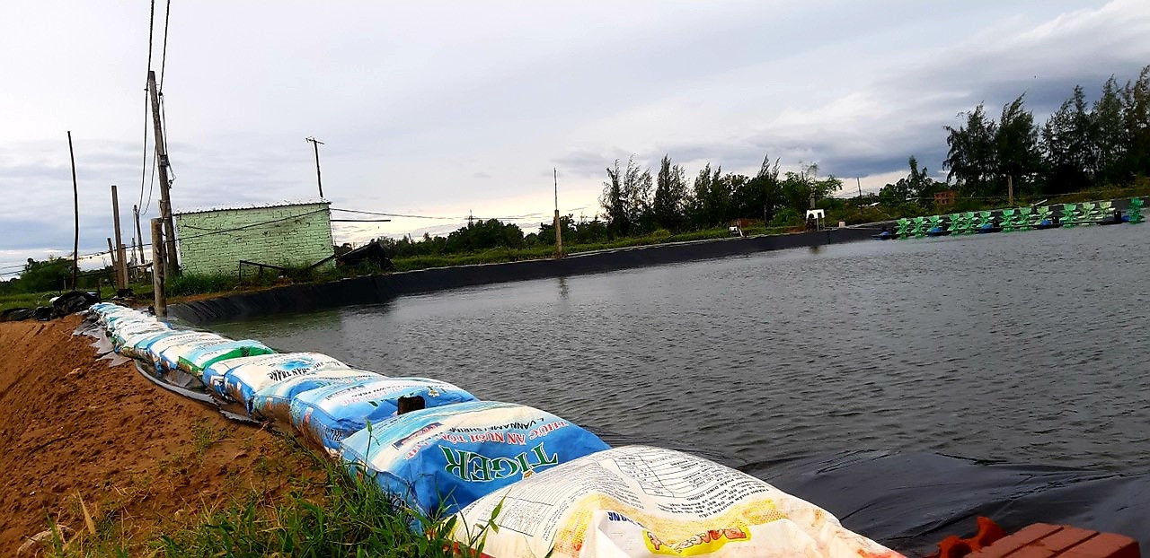 Những ngày qua, nhiều hộ dân ở vùng Đông Duy Xuyên tập trung gia cố bờ bao của các ao nuôi trồng thủy sản nhằm hạn chế thiệt hại khi xảy ra mưa bão, nước dâng cao.   Ảnh: T.S
