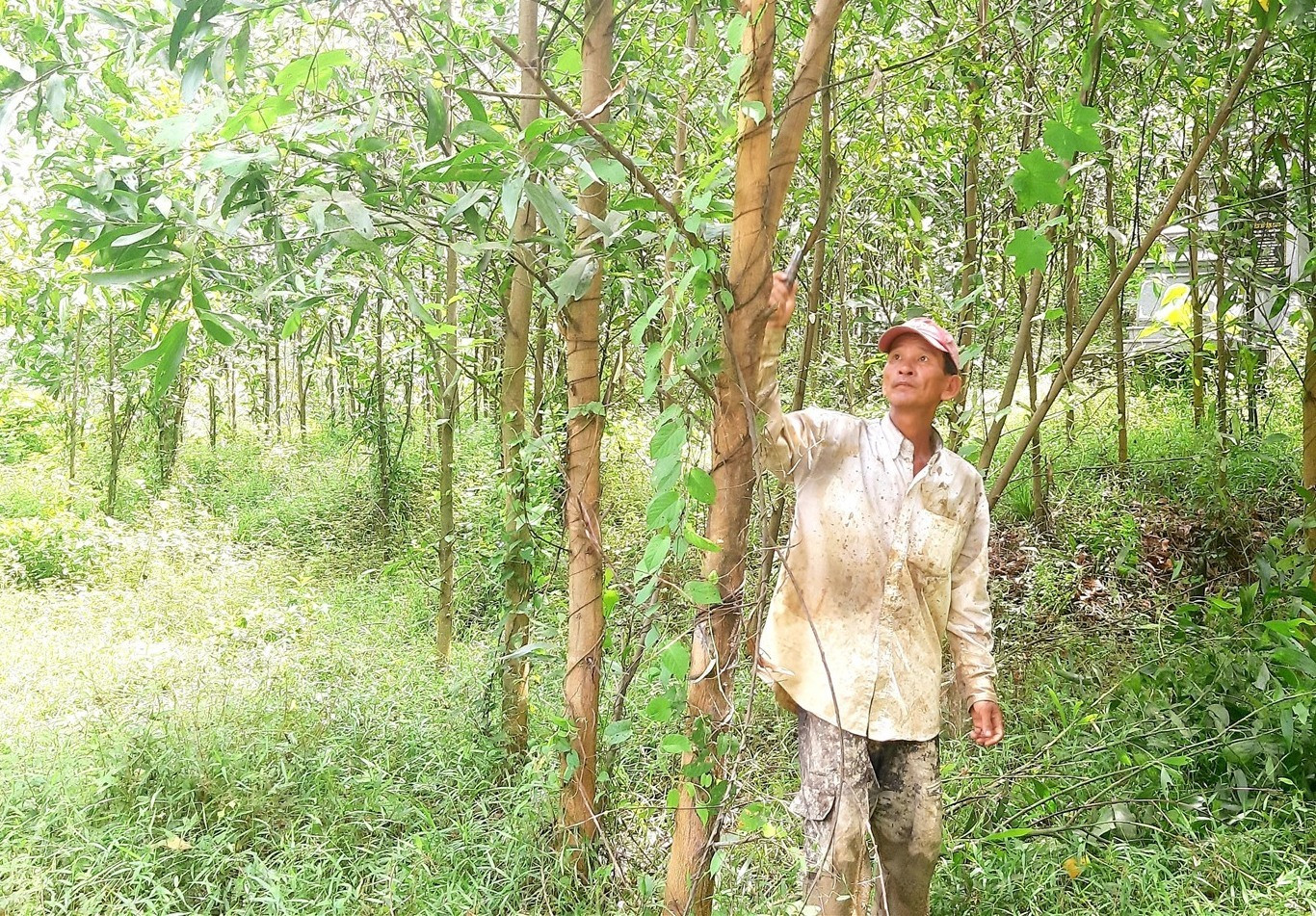 Người dân xã Phước Ninh của huyện Nông Sơn tất tả cắt tỉa cành keo lai nguyên liệu để hạn chế tình trạng bị gãy đổ do gió bão. Ảnh: N.S