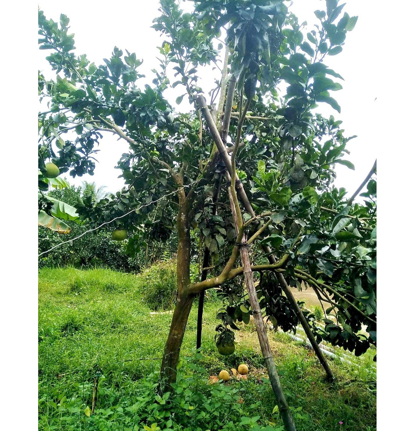 Nhiều vườn cây ăn quả ở huyện Hiệp Đức đã được chằng chống, cột níu để giảm thiểu thiệt hại do gió bão quật mạnh. Ảnh: N.S